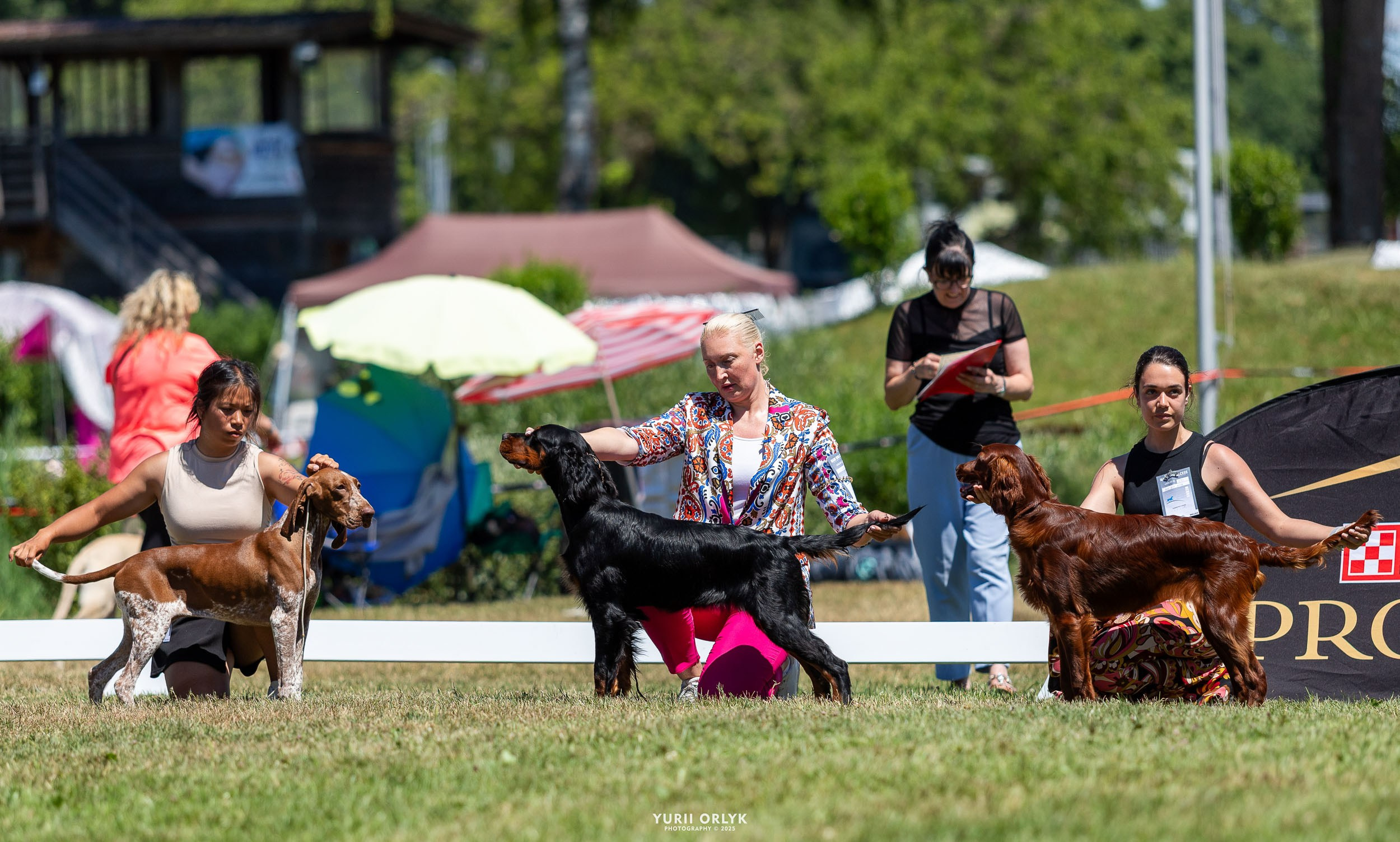 Dog Shows. Yurii Orlyk Photography