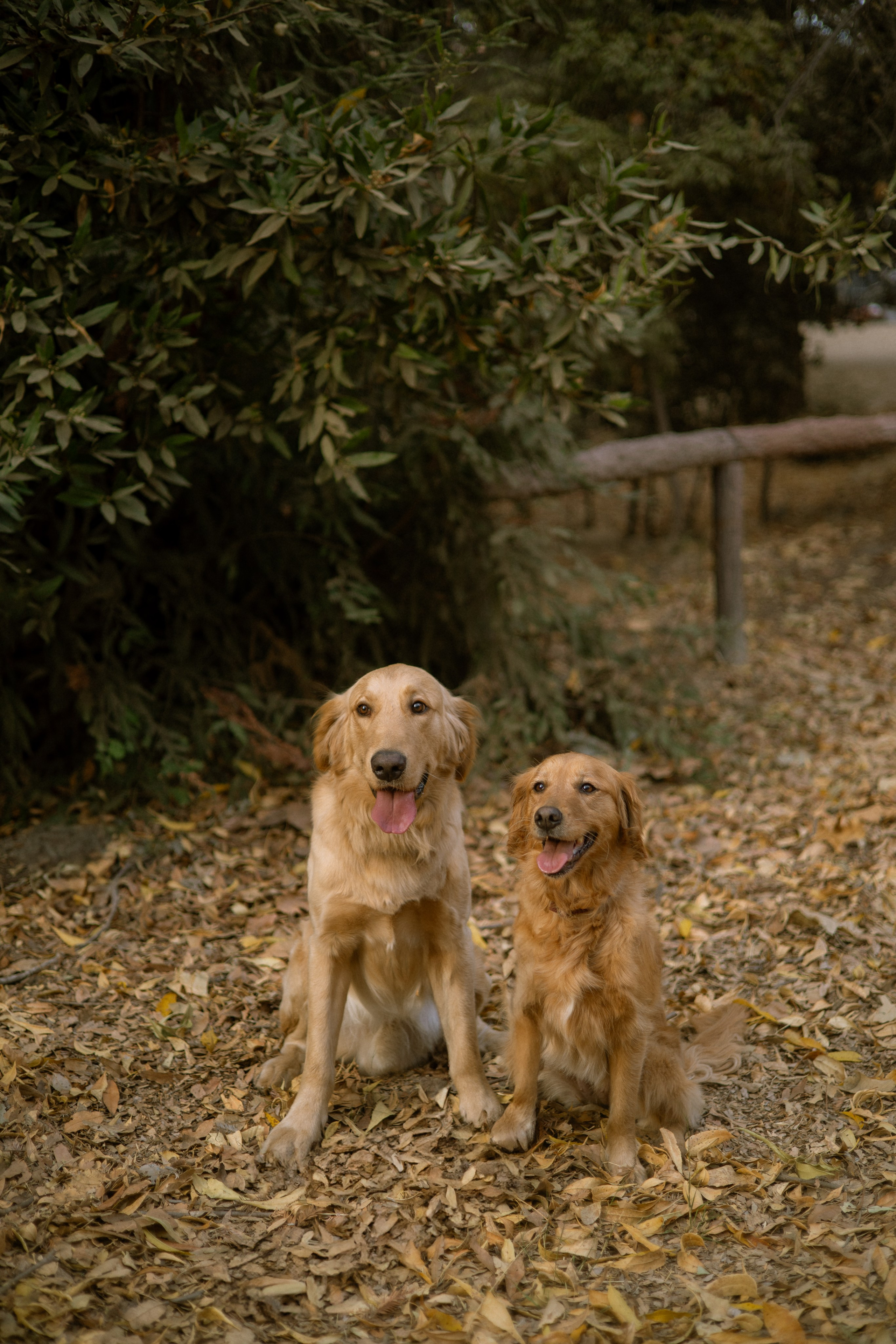 Briana, Denali & Stoeger. Photographer in Los Angeles. Julia Ishmuratova