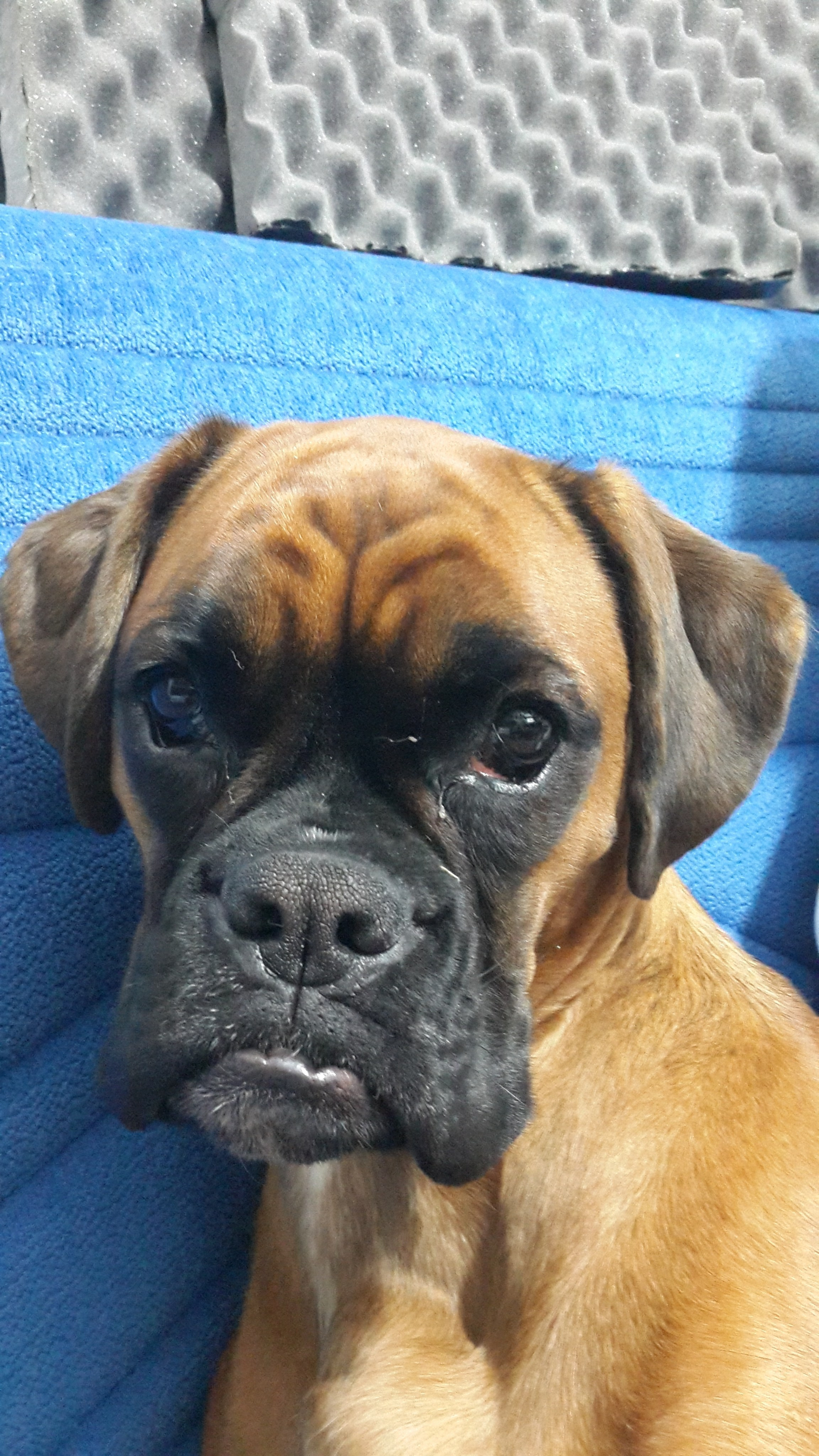 My ״Star״ Boxer Dog