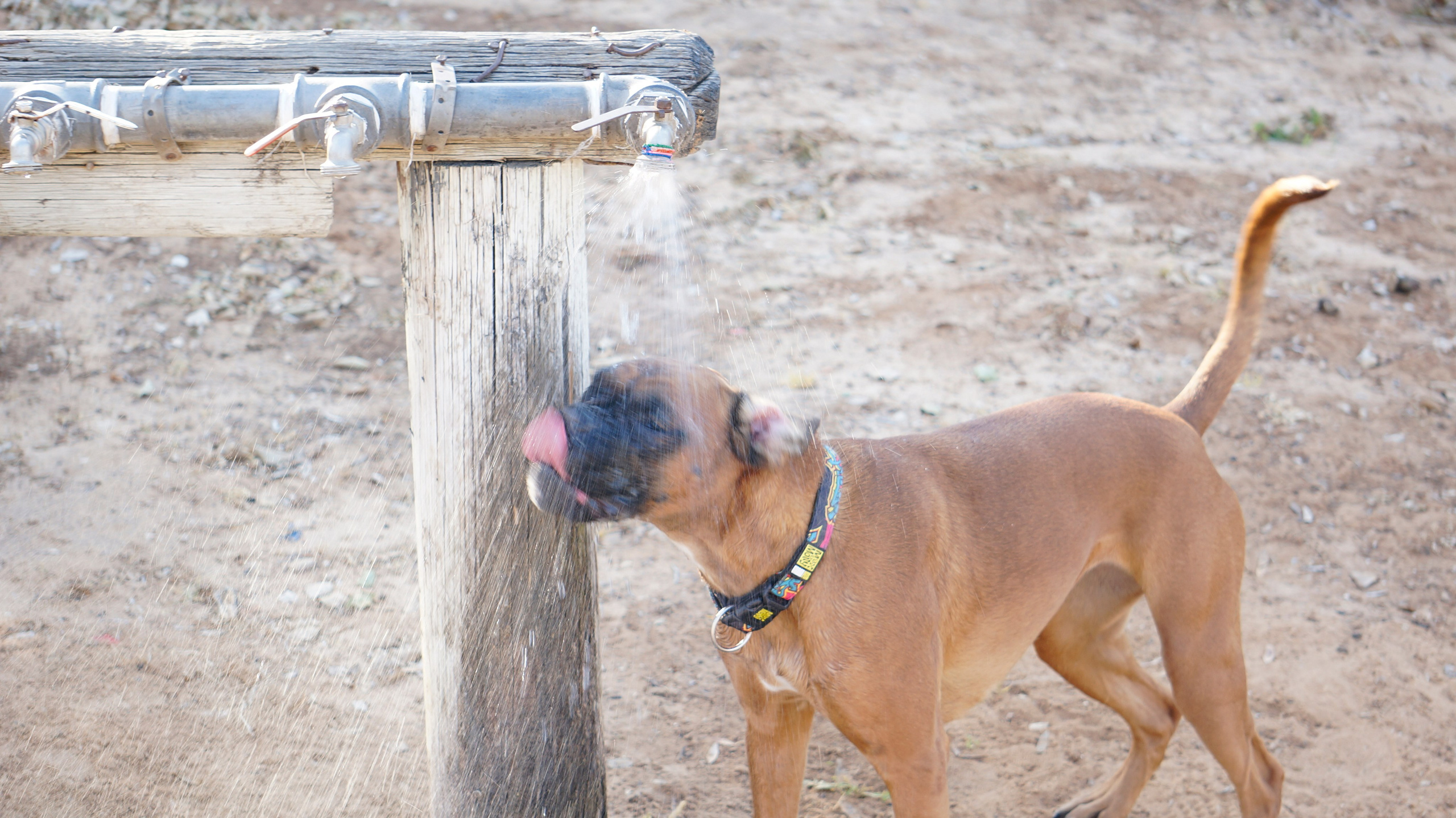 My ״Star״ Boxer Dog