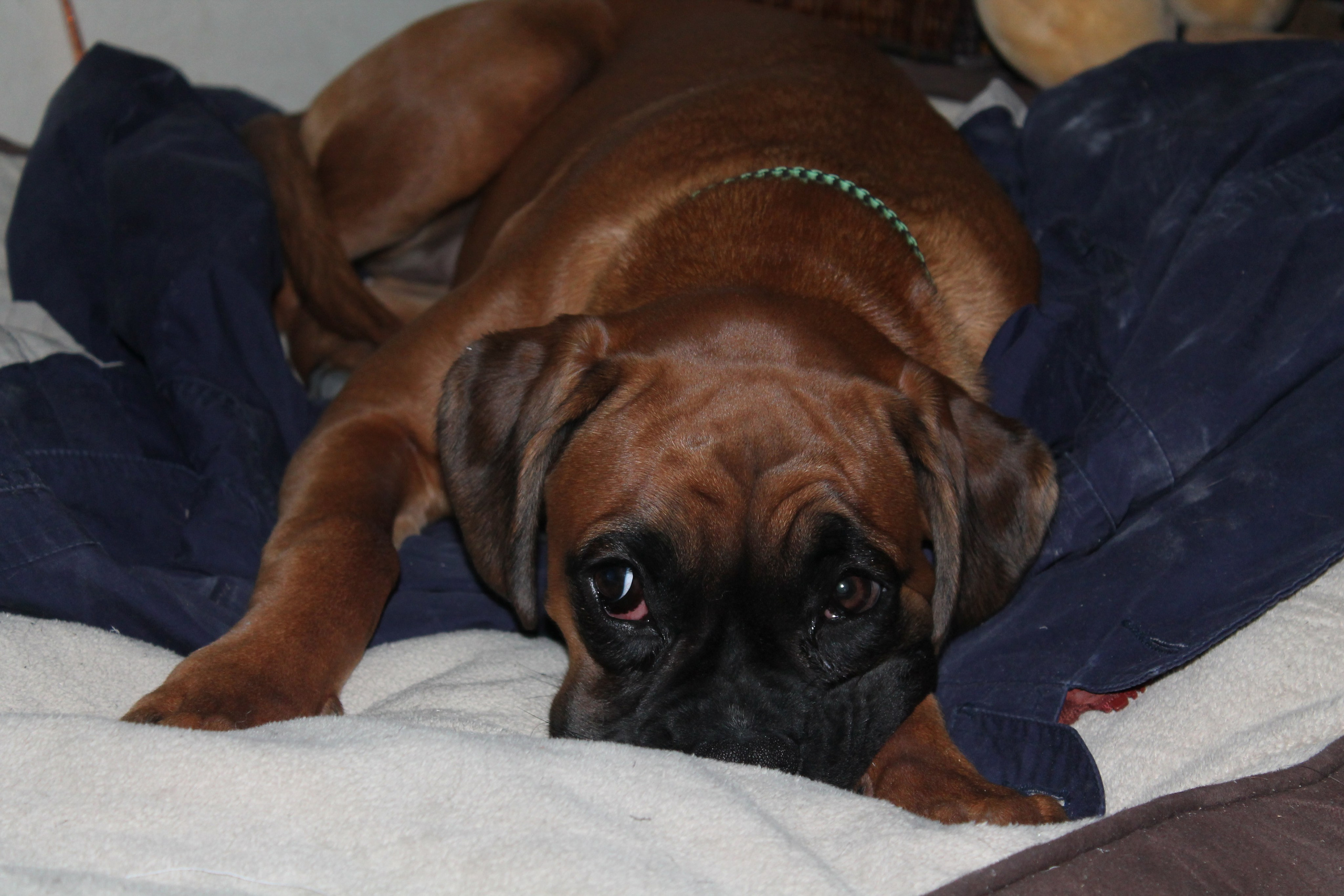 My ״Star״ Boxer Dog