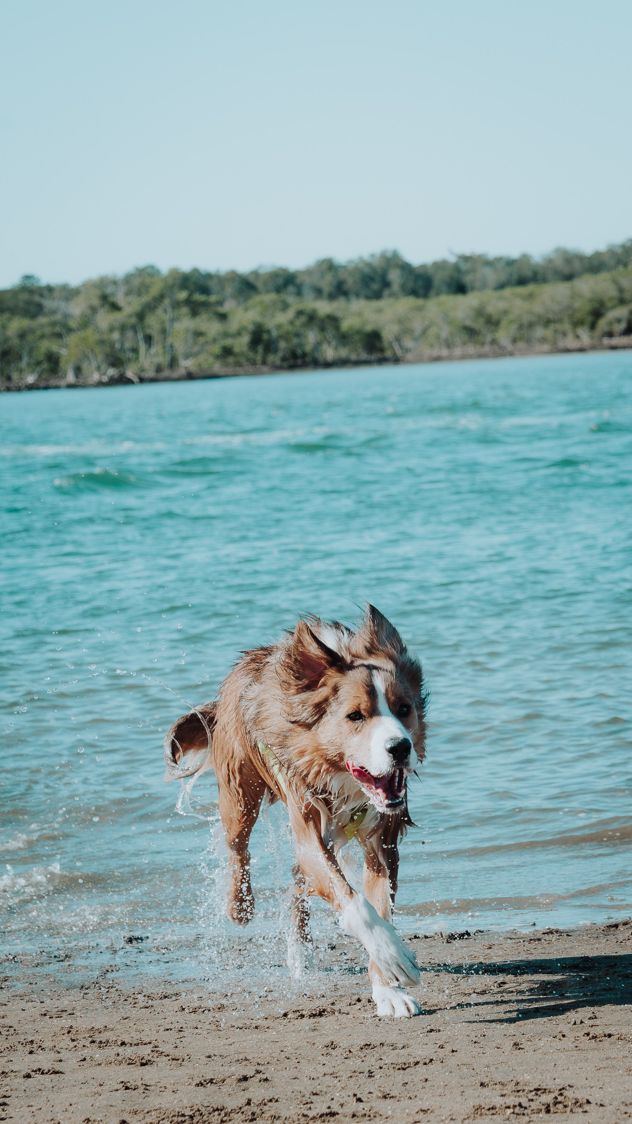 Pet — BorderColie. JS Photoshoot | Family, Events & Pet Photographer in Brisbane