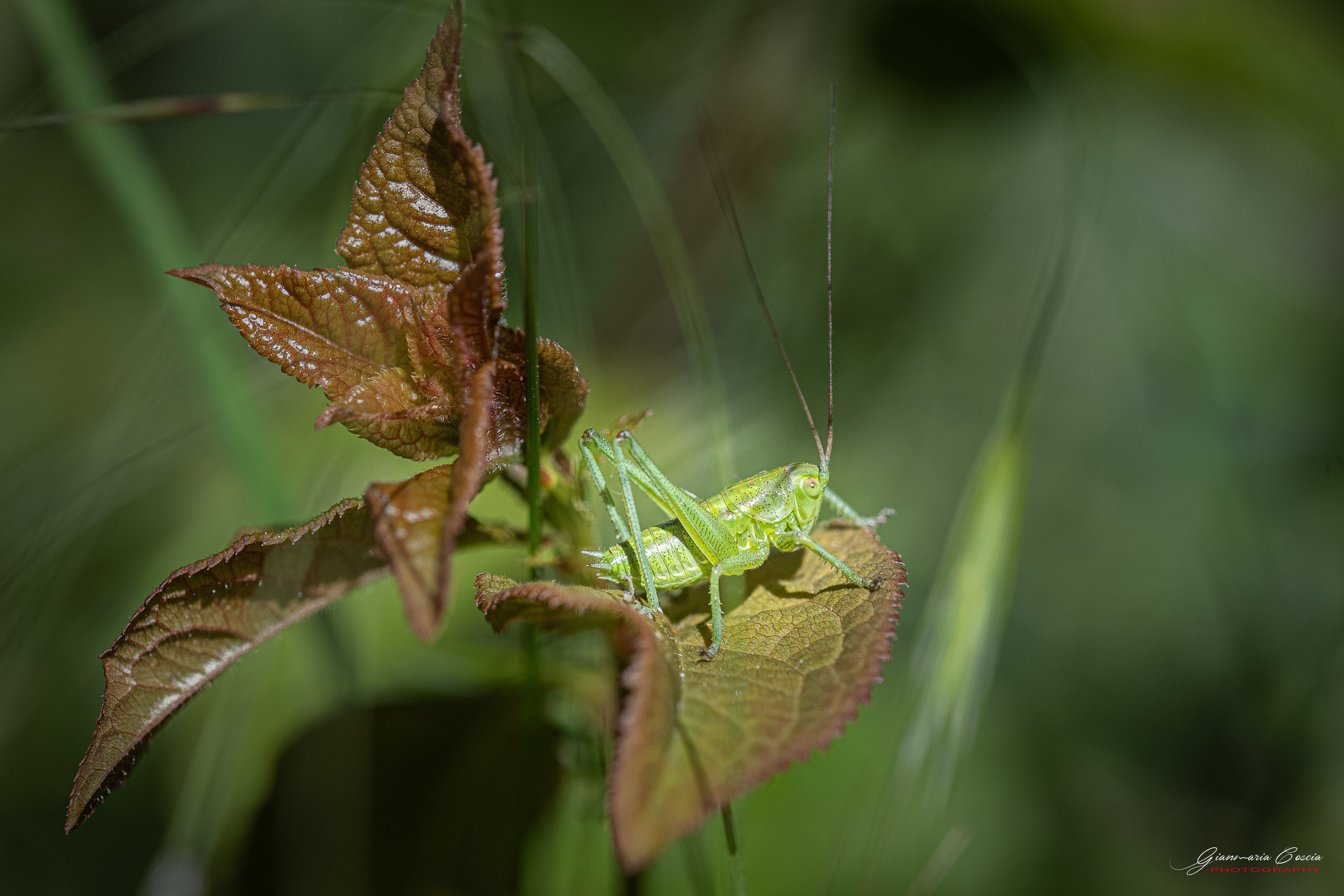 Insetti Simpatici. “Gianmaria Coscia fotografo per passione”