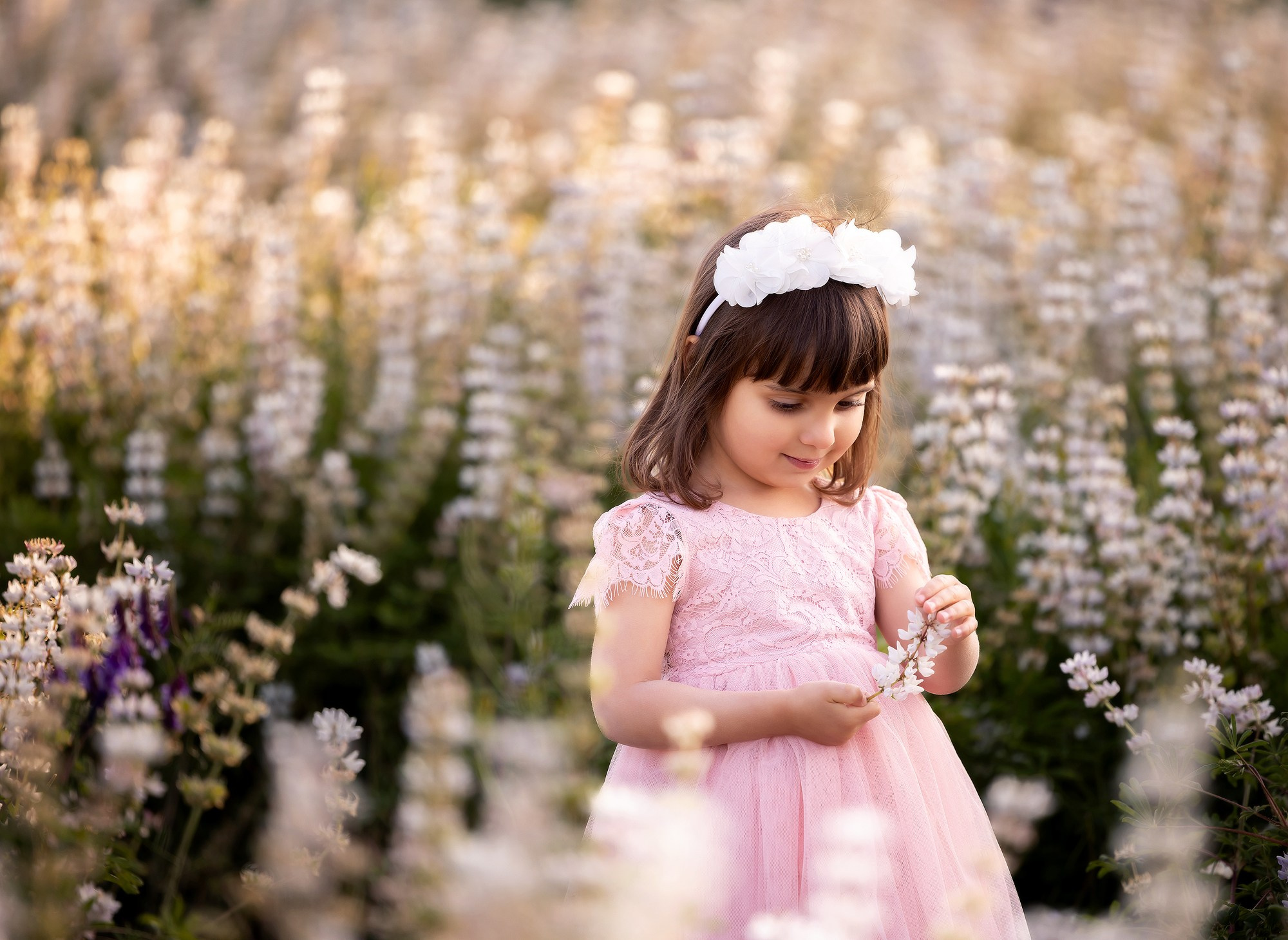 Lupines Story. Photographer is San Jose, Iryna Novosyolova