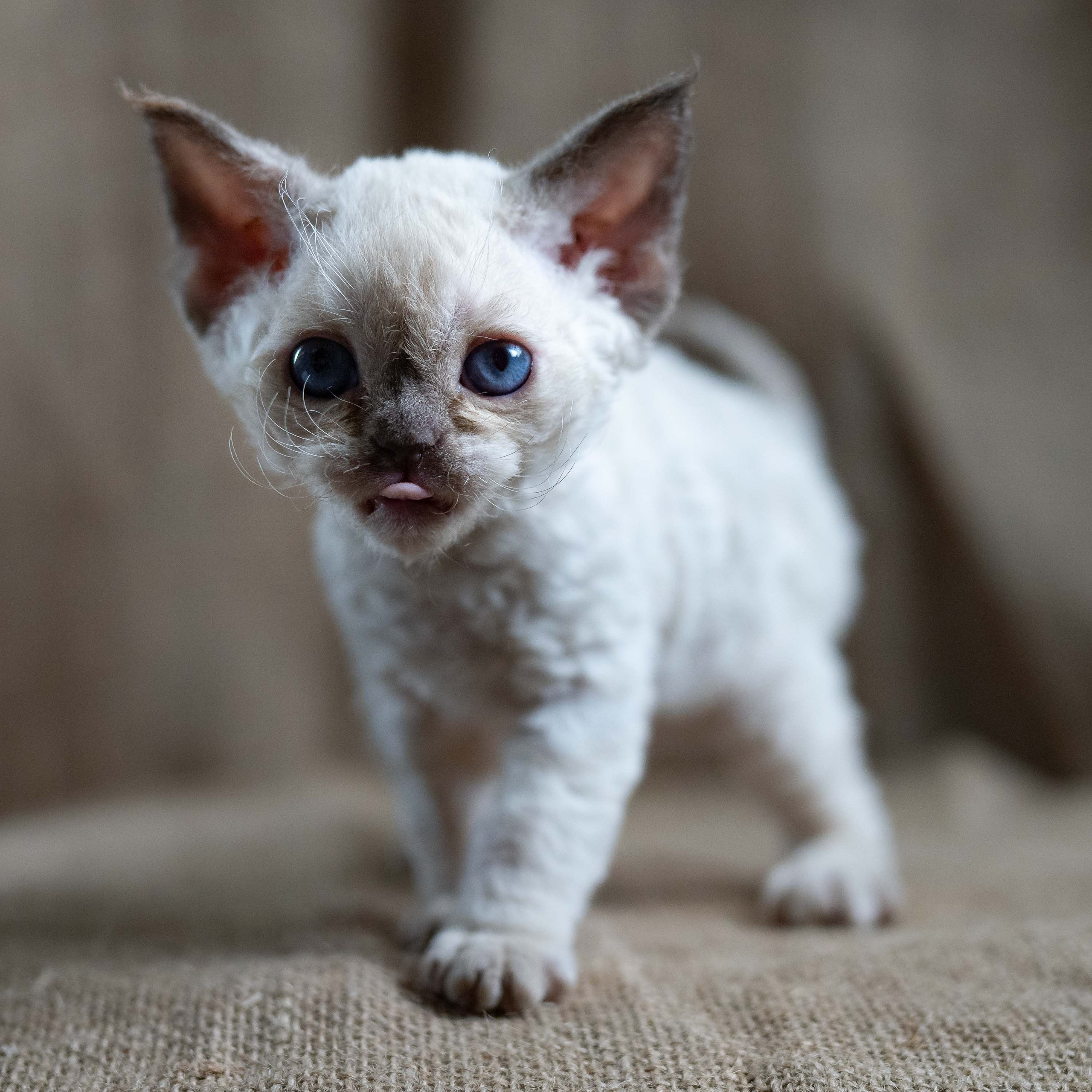 Luna, girl, born 12.20.2025. Devon Rex Pixie Cattery