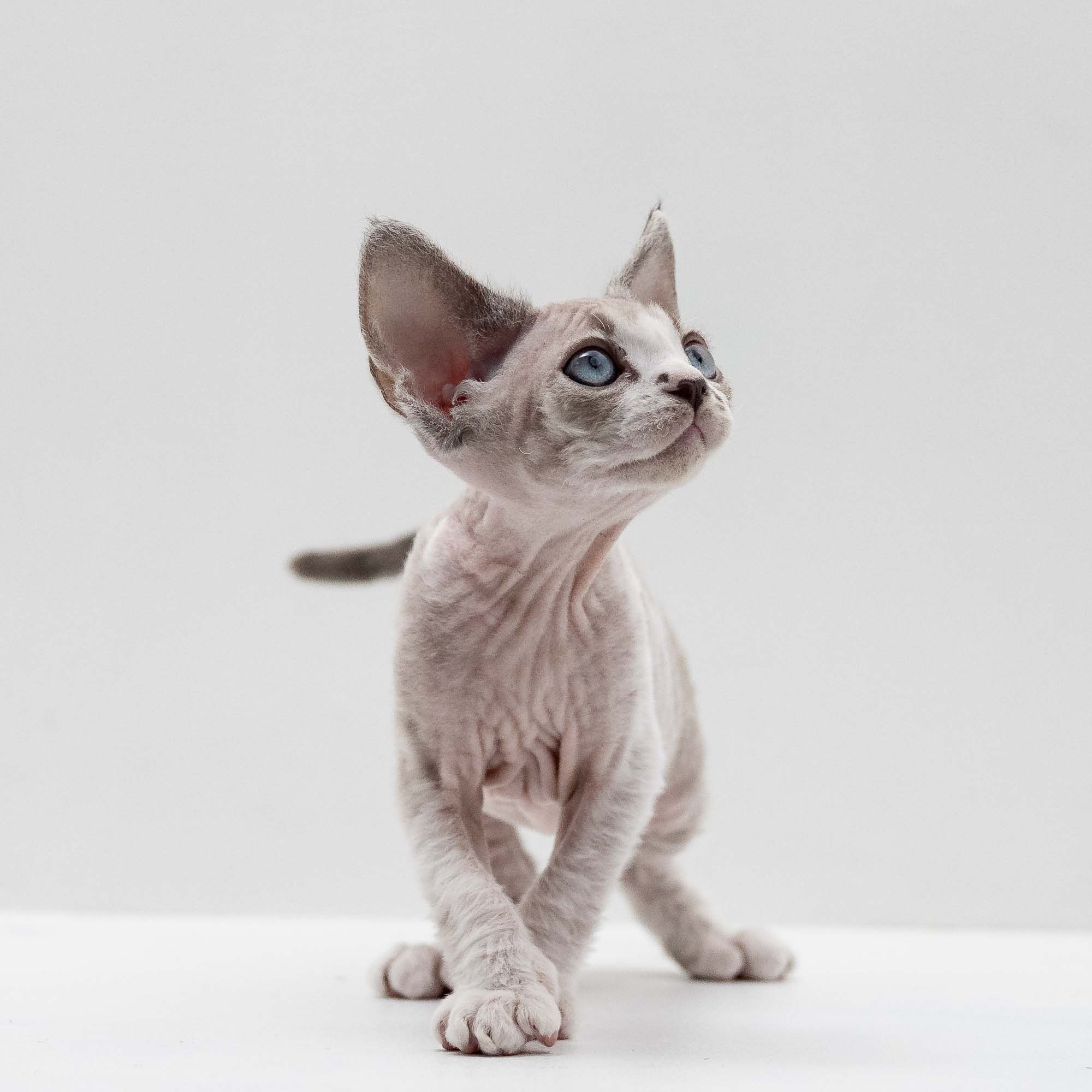 Frank, boy, born on 01.01.25. Devon Rex Pixie Cattery