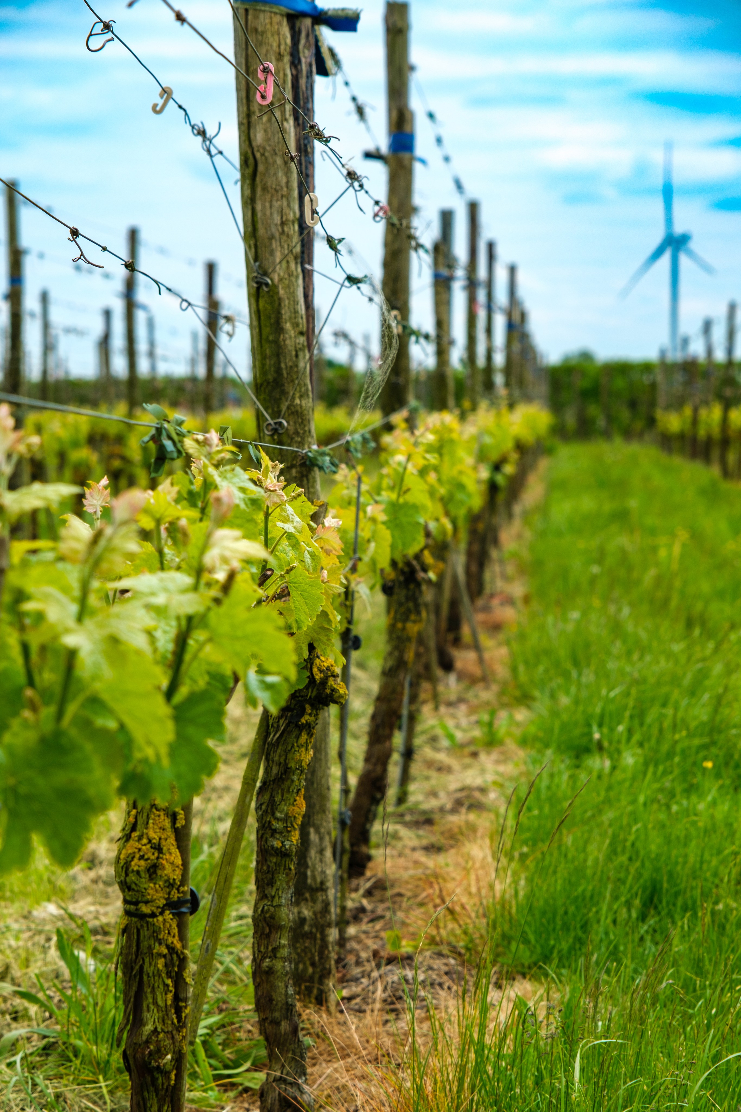 MyBelgium&TheNetherland. TCPro