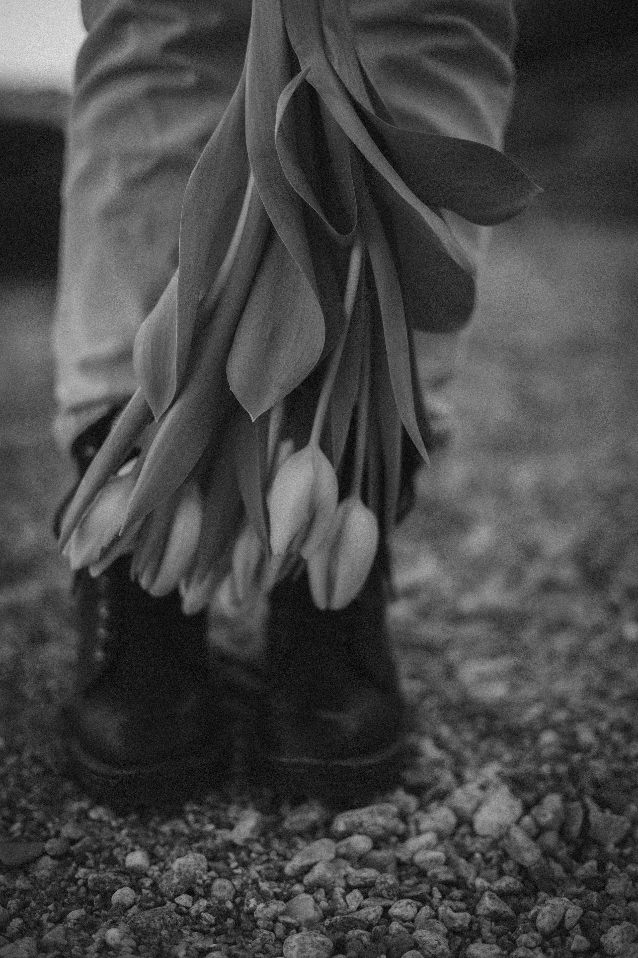 KaTy. TuLiPeS eN jAnViEr. Photographe en Côte d’Azur