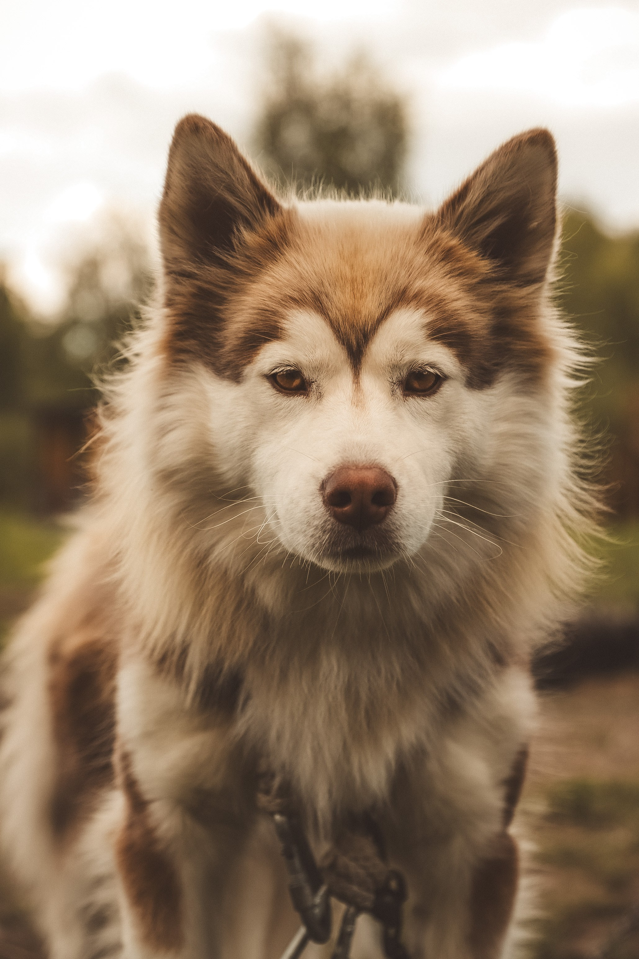 Child portrait photography. Family, children’s, couple’s photographer in Arizona Olga Fleuren