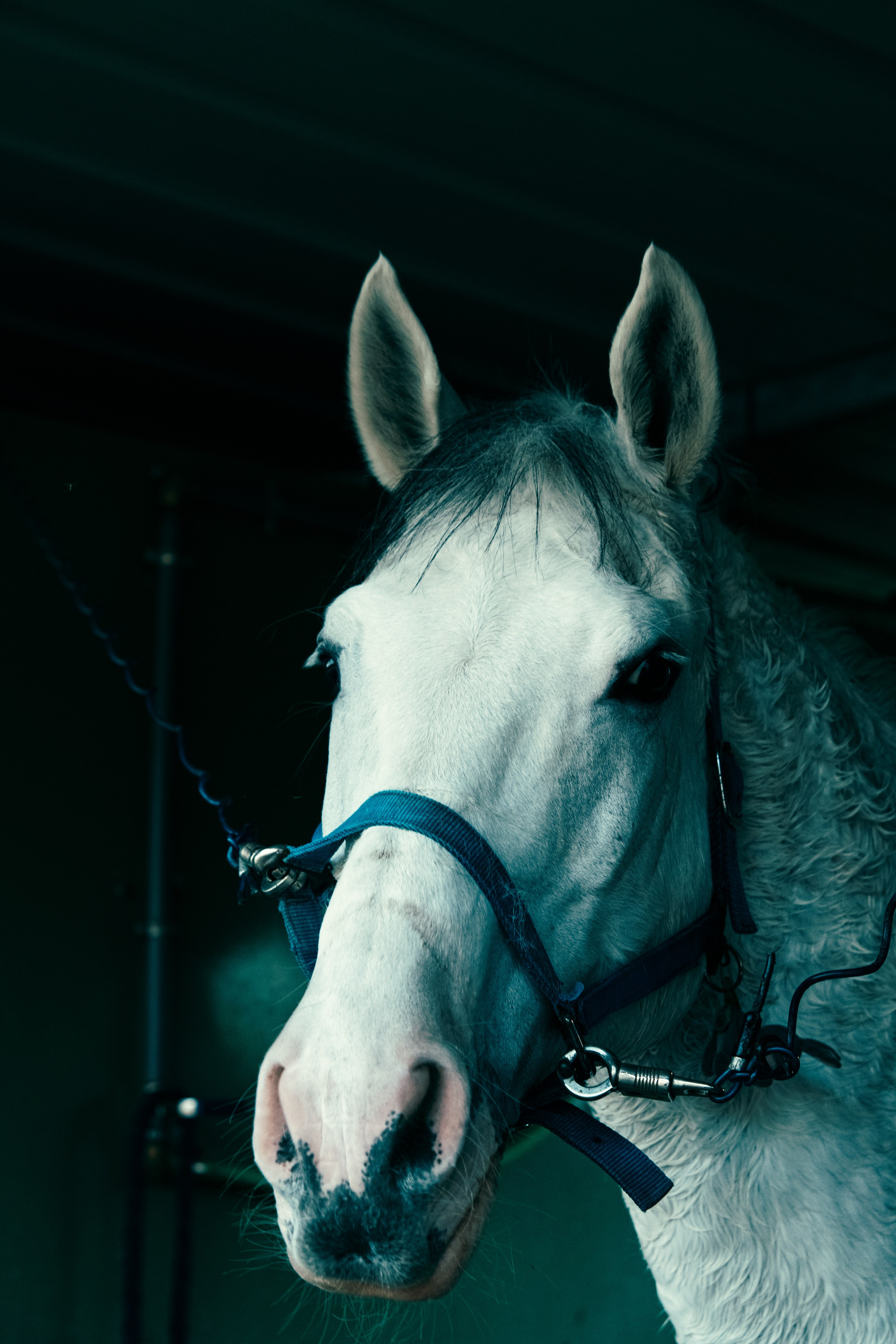 HORSES. Anastasiia Antoniuk portrait, family and couple photographer, Portugal