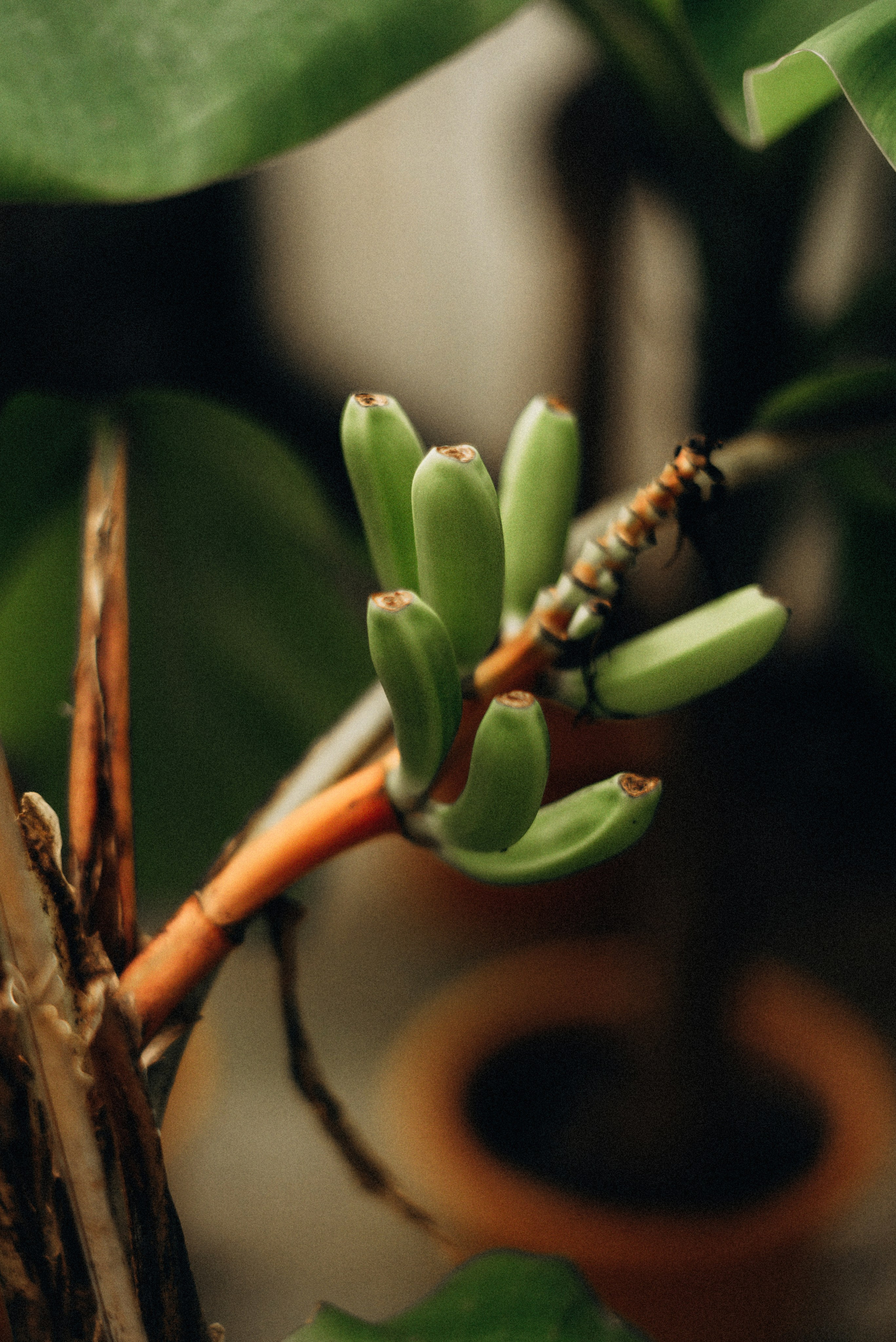 The story in the greenhouse. Семейный фотограф Лейпциг, Германия