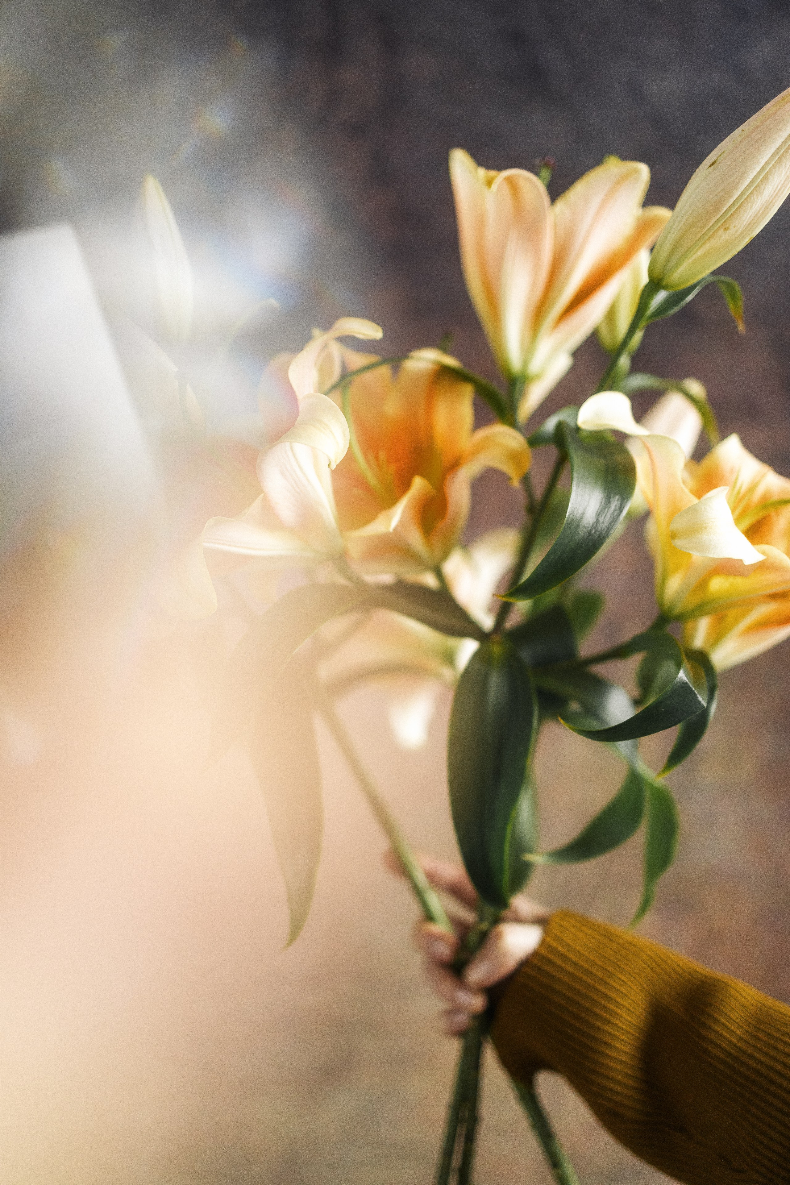 Triinu 01.03.2025. Portree- ja perefotograaf Anton Hansen Tallinnas, Eestis