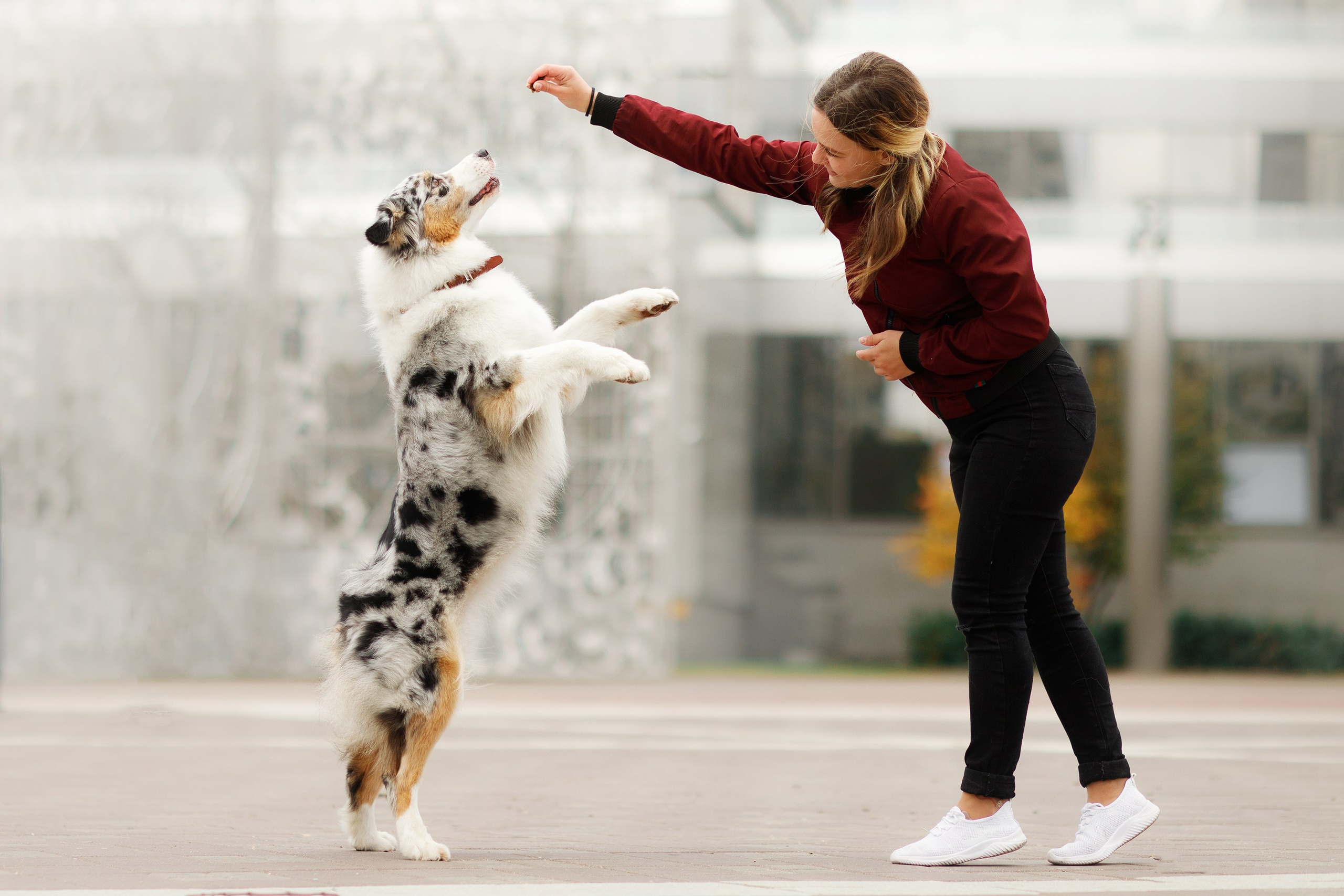 Autumn photo day for dog handler. Kaja | fotograf we Wrocławiu | ludzie i psy
