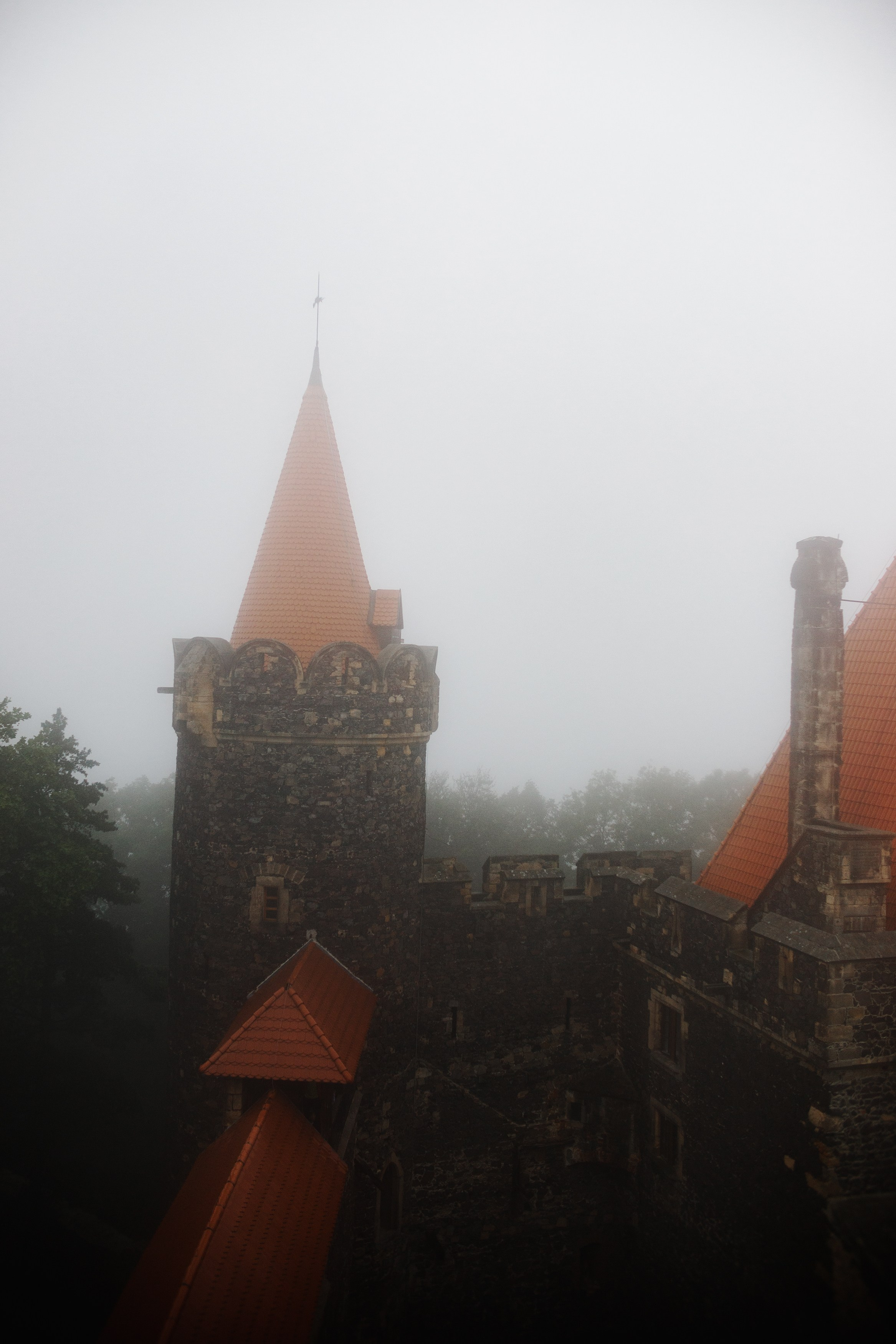 Zamek Grodziec. Kaja | fotograf psów we Wrocławiu