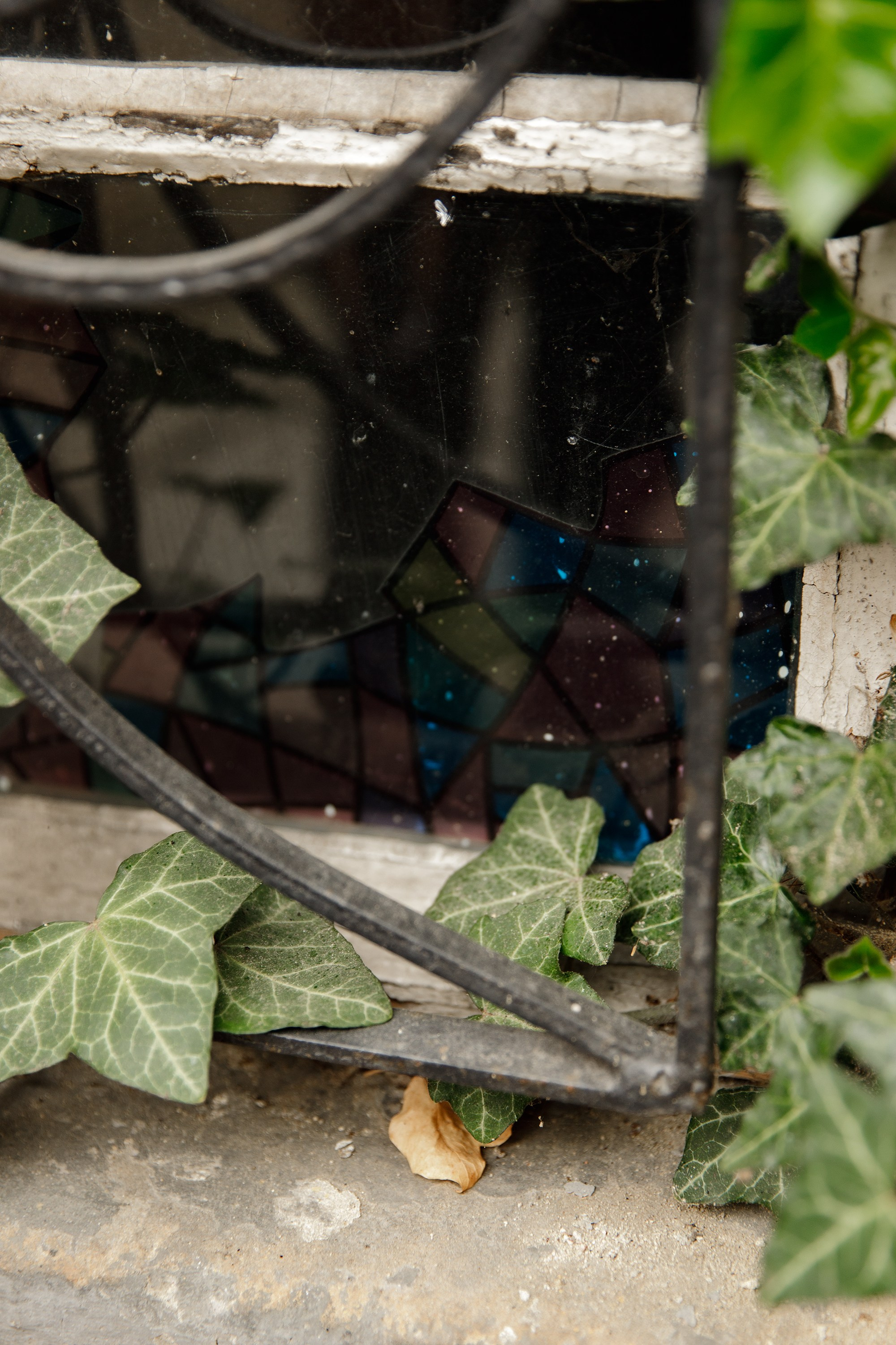 Oleśnica castle. Kaja | fotograf psów we Wrocławiu