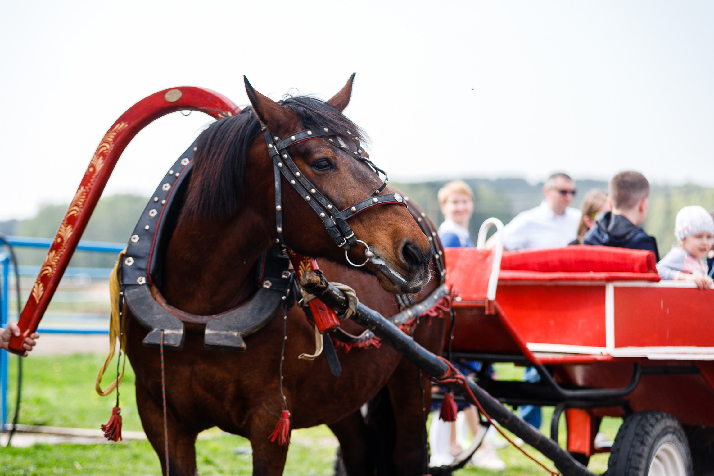 Horse winter games. Kaja | fotograf we Wrocławiu | ludzie i psy