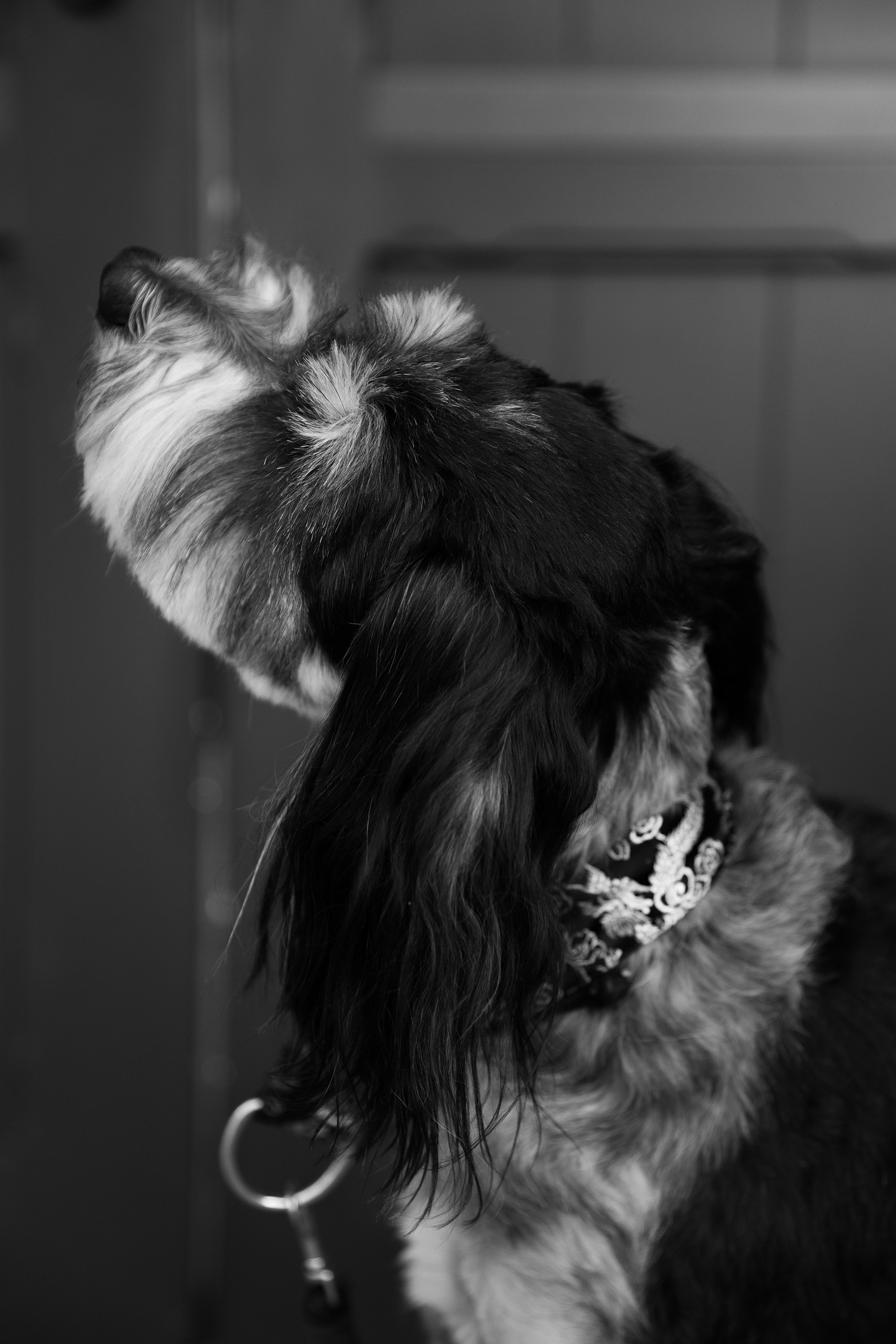 Lera & Flora. Kaja | fotograf we Wrocławiu | ludzie i psy