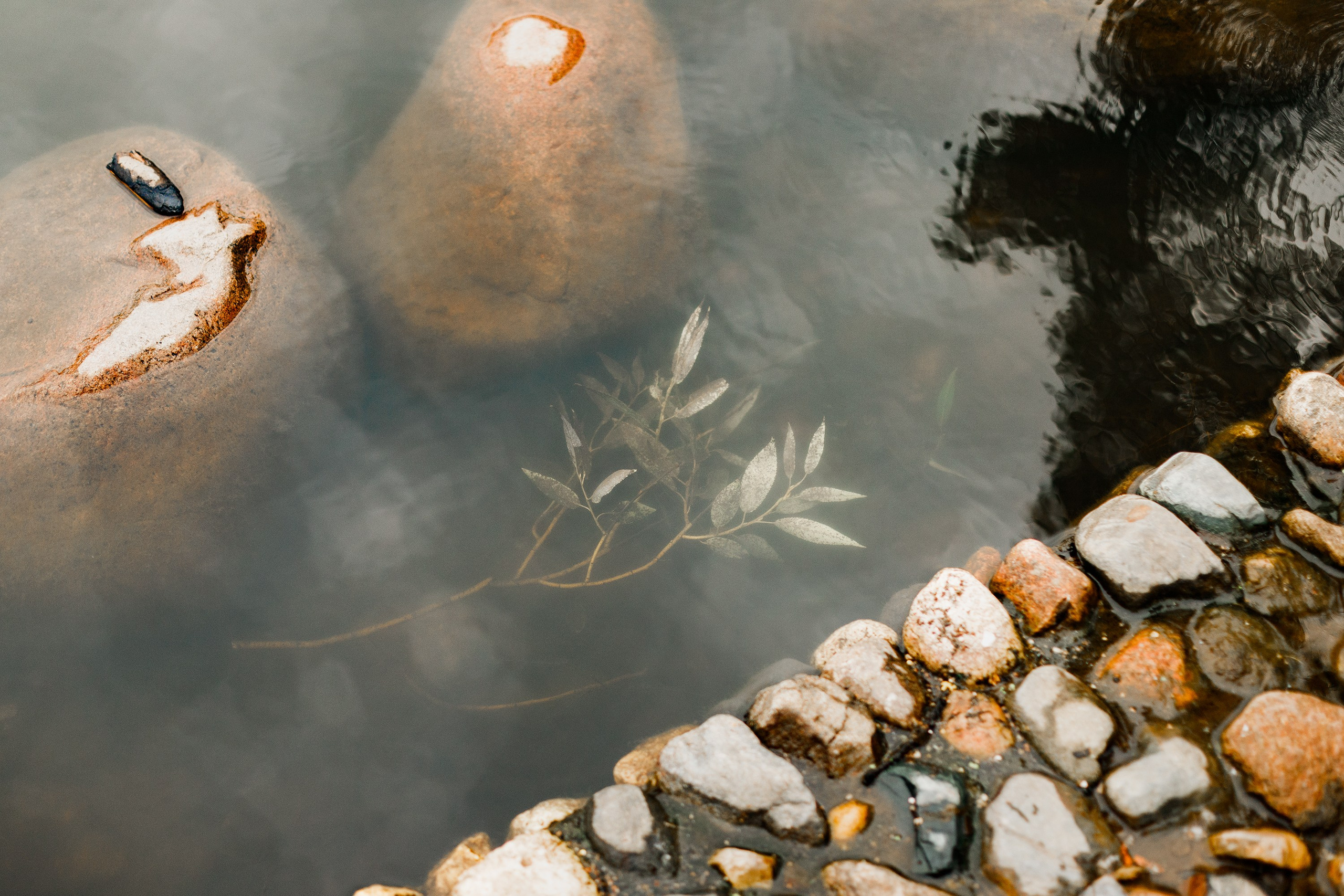 Staffy Yosia. Kaja | fotograf we Wrocławiu | ludzie i psy