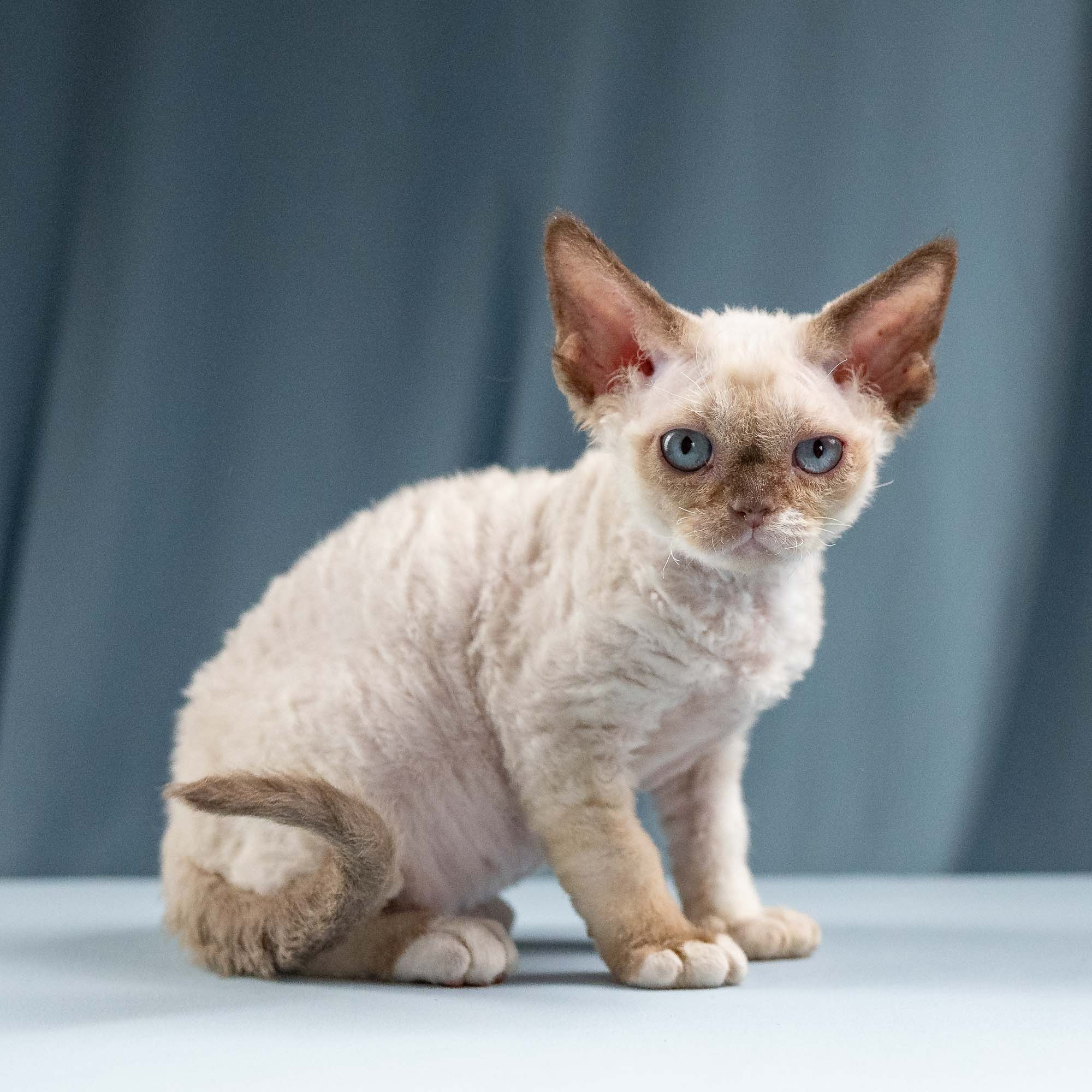 Indy, boy, born 06.01.2025. Devon Rex Pixie Cattery