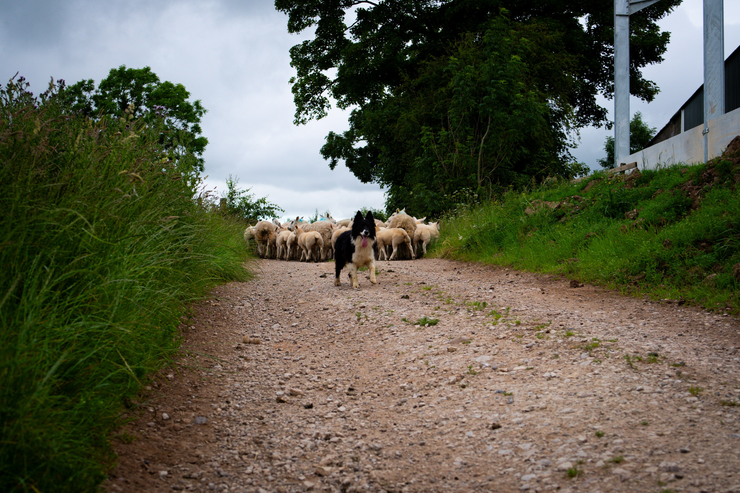 Farm Life. Ryan Hewitt Photographer