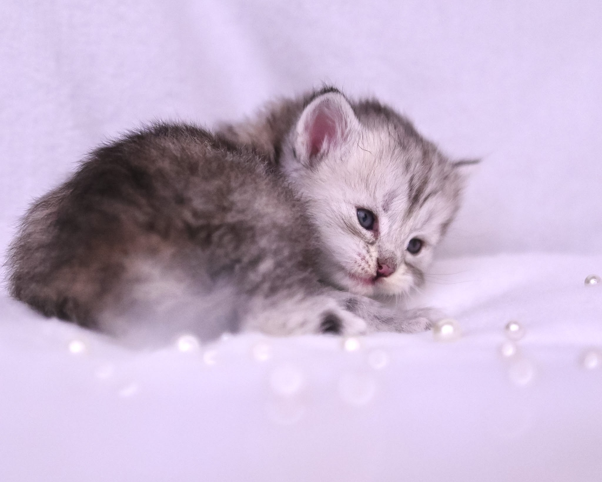 Siberian Kittens in Dallas TX | Traditional & Hypoallergenic | Astera Siberians. Astera Siberians |Hypoallergenic Kittens