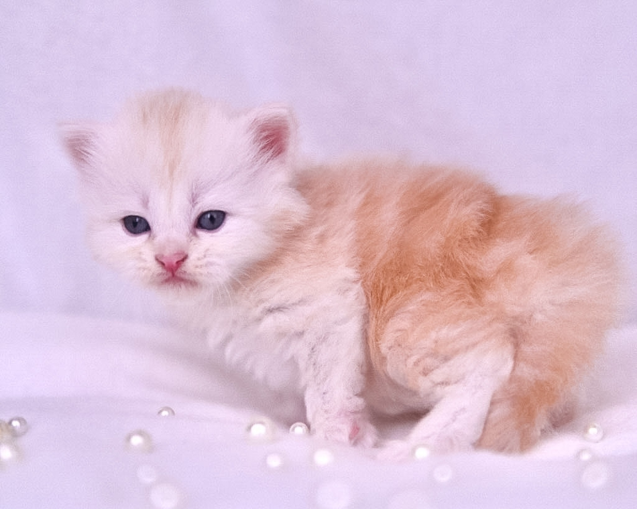 Siberian Kittens in Dallas TX | Traditional & Hypoallergenic | Astera Siberians. Astera Siberians |Hypoallergenic Kittens