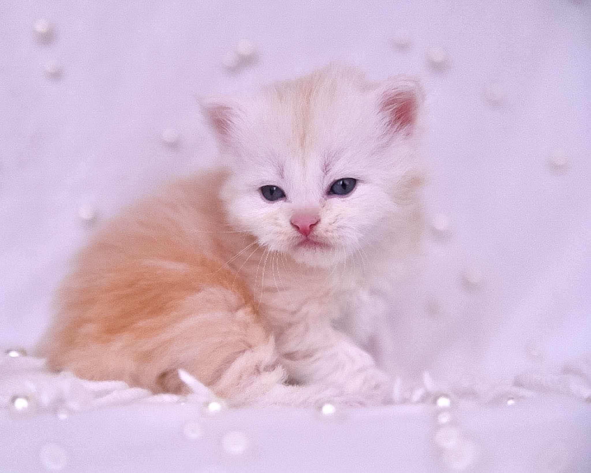 Siberian Kittens in Dallas TX | Traditional & Hypoallergenic | Astera Siberians. Astera Siberians |Hypoallergenic Kittens