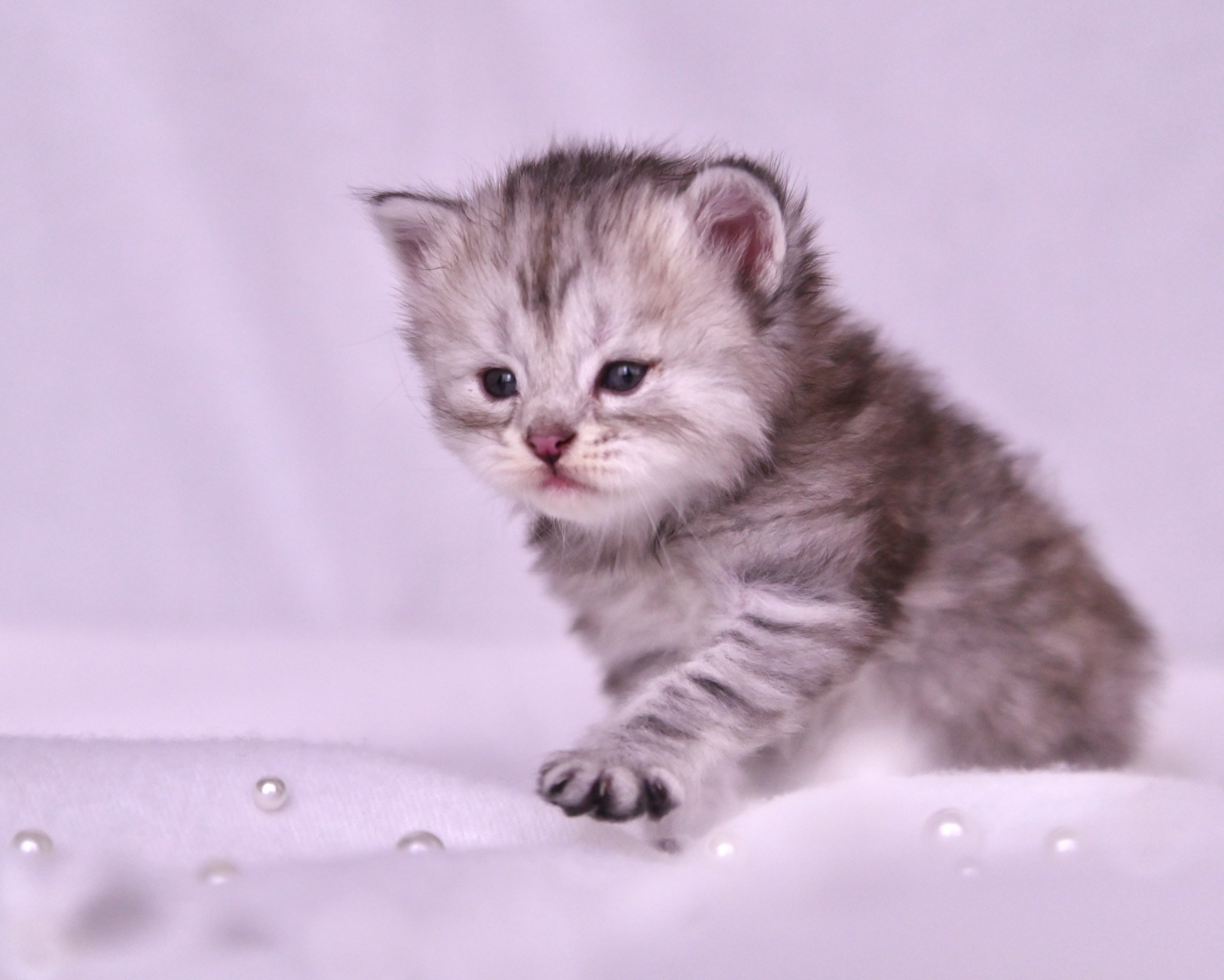 Siberian Kittens in Dallas TX | Traditional & Hypoallergenic | Astera Siberians. Astera Siberians |Hypoallergenic Kittens