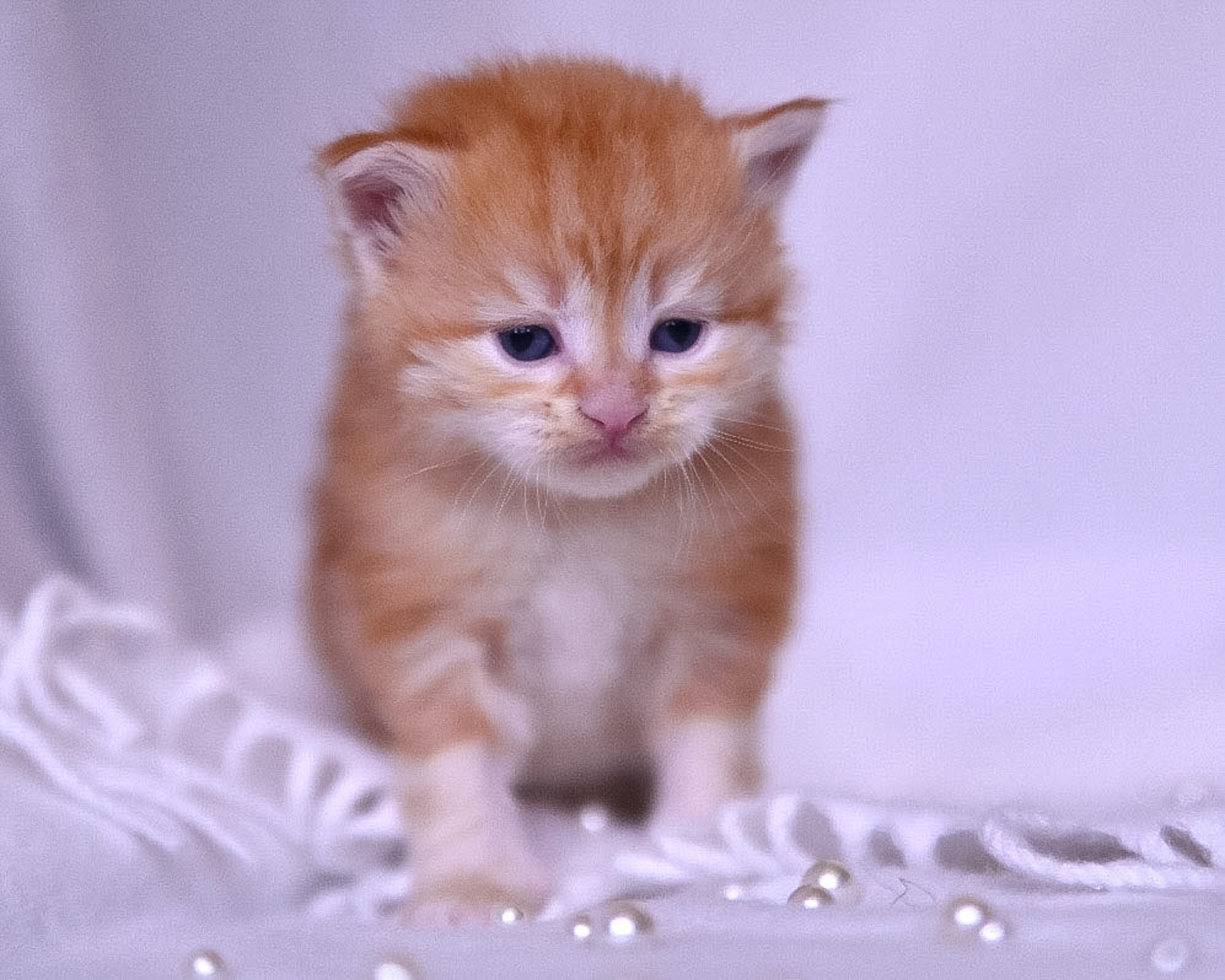 Siberian Kittens in Dallas TX | Traditional & Hypoallergenic | Astera Siberians. Astera Siberians |Hypoallergenic Kittens