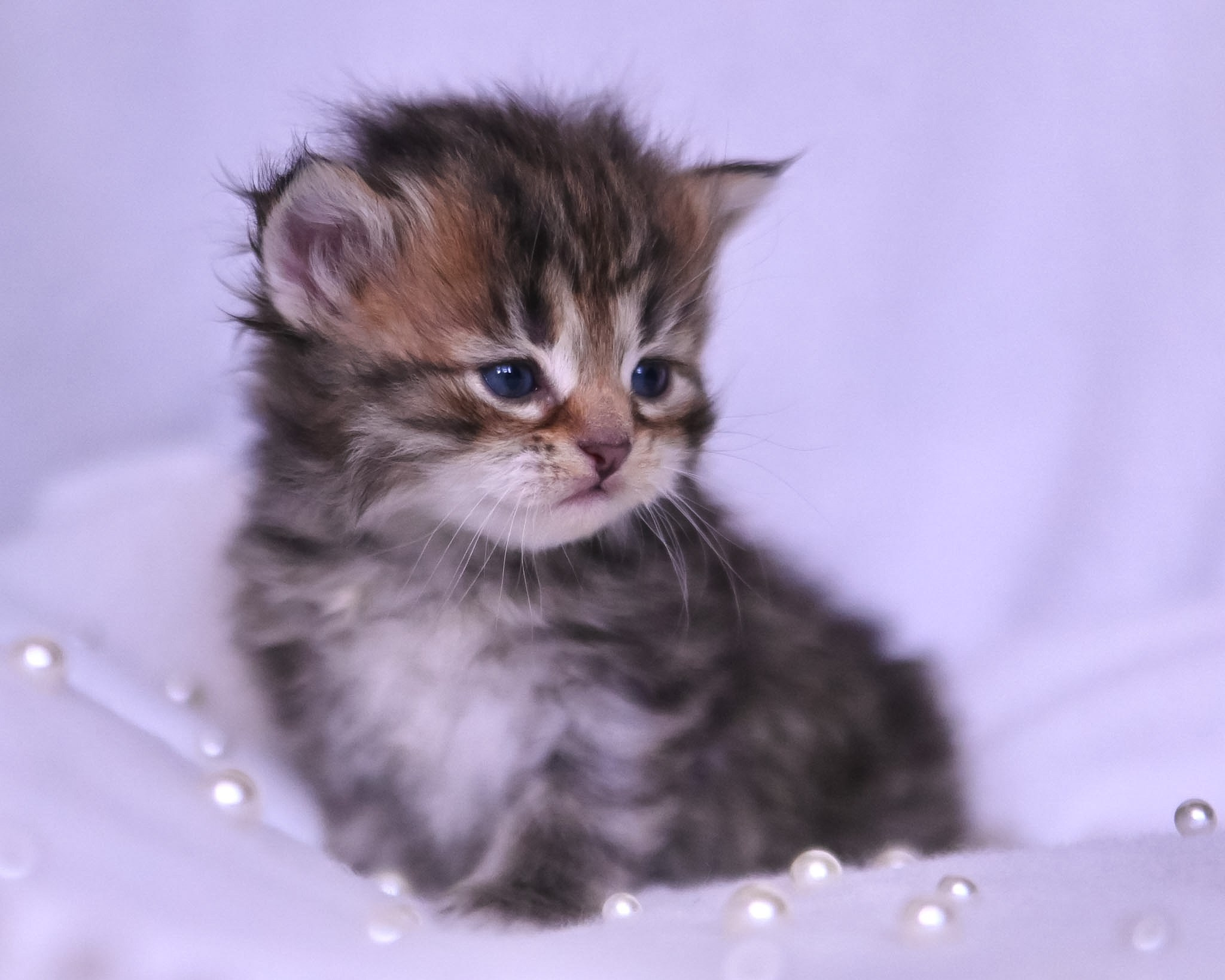Siberian Kittens in Dallas TX | Traditional & Hypoallergenic | Astera Siberians. Astera Siberians |Hypoallergenic Kittens