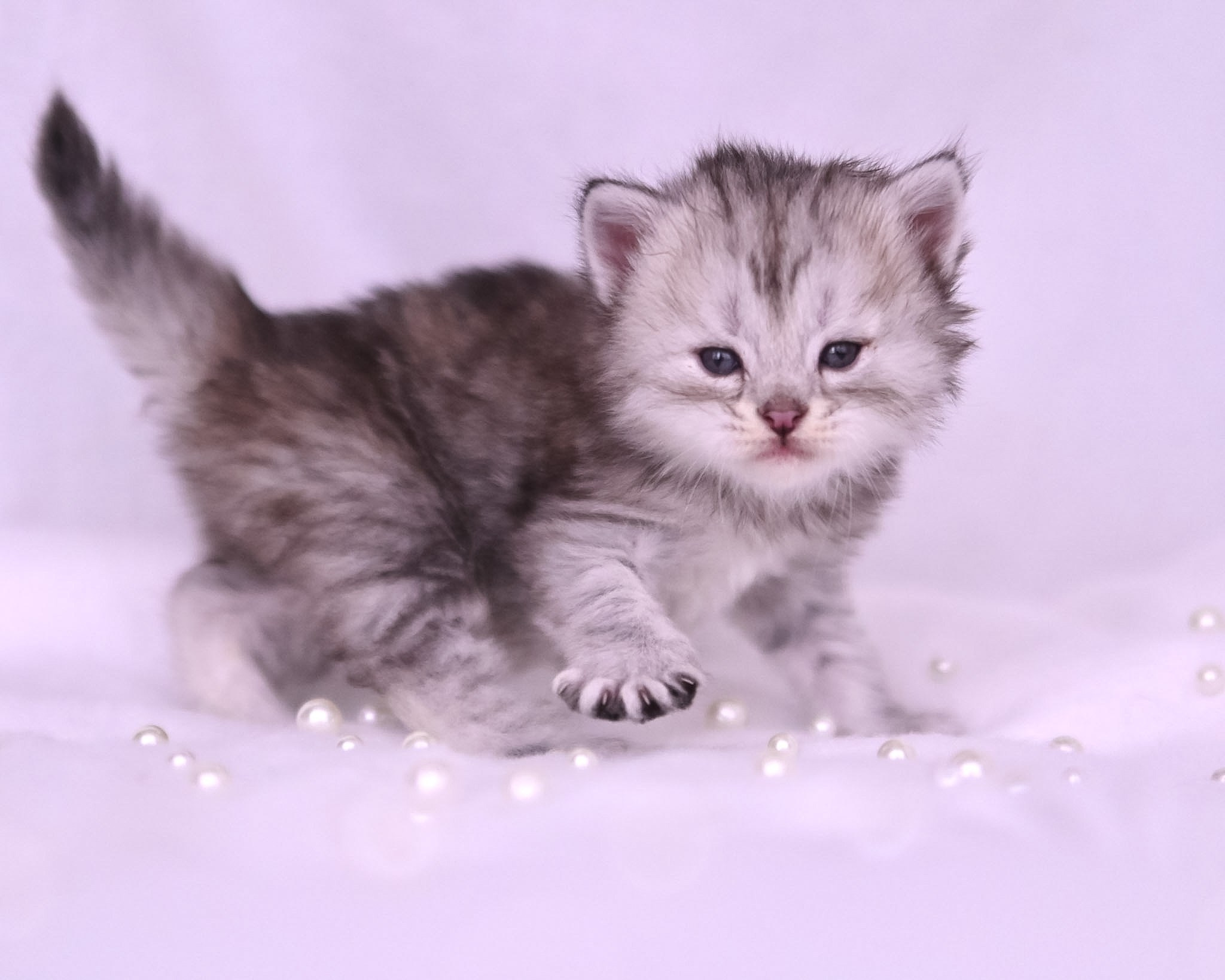 Siberian Kittens in Dallas TX | Traditional & Hypoallergenic | Astera Siberians. Astera Siberians |Hypoallergenic Kittens