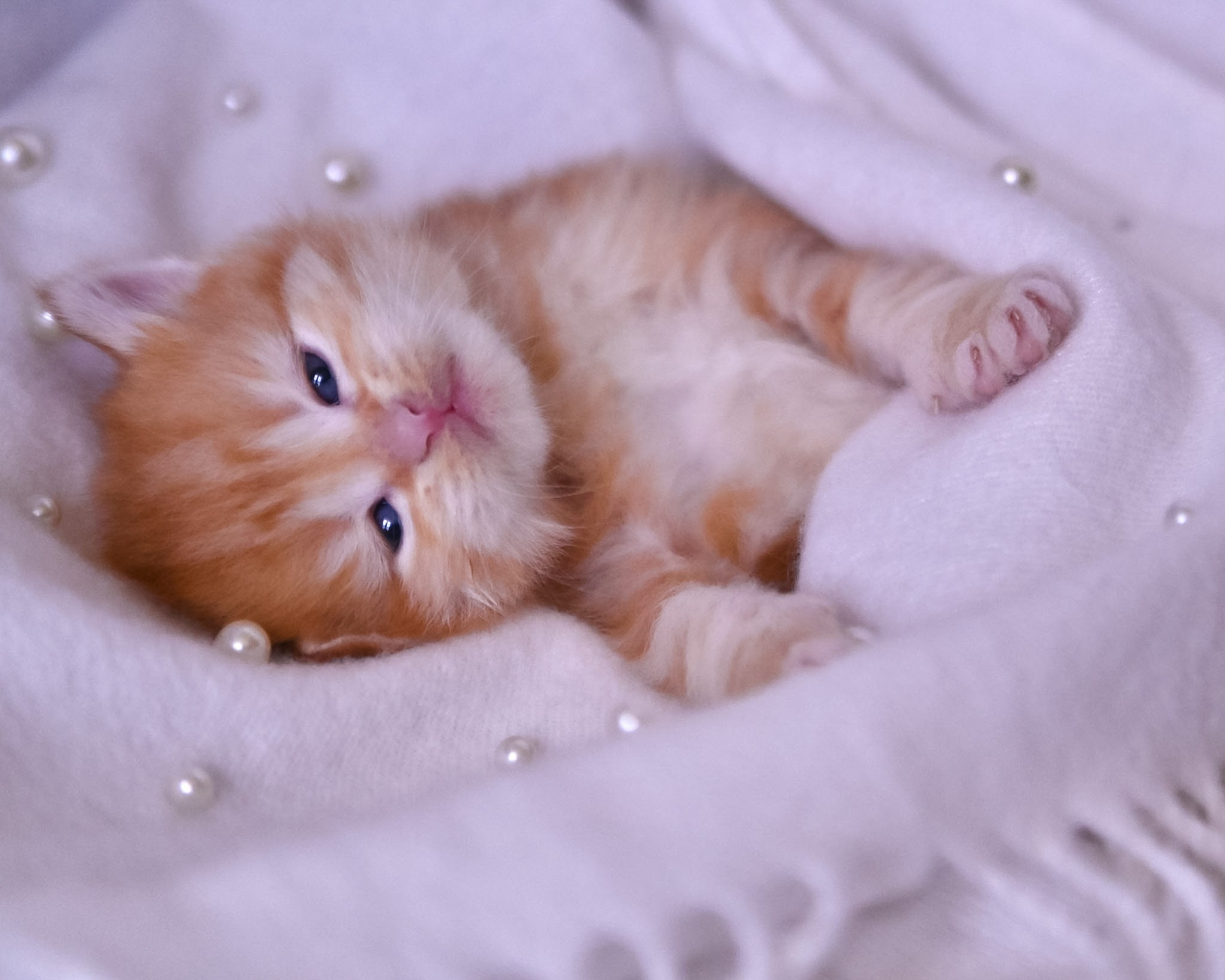 Siberian Kittens in Dallas TX | Traditional & Hypoallergenic | Astera Siberians. Astera Siberians |Hypoallergenic Kittens