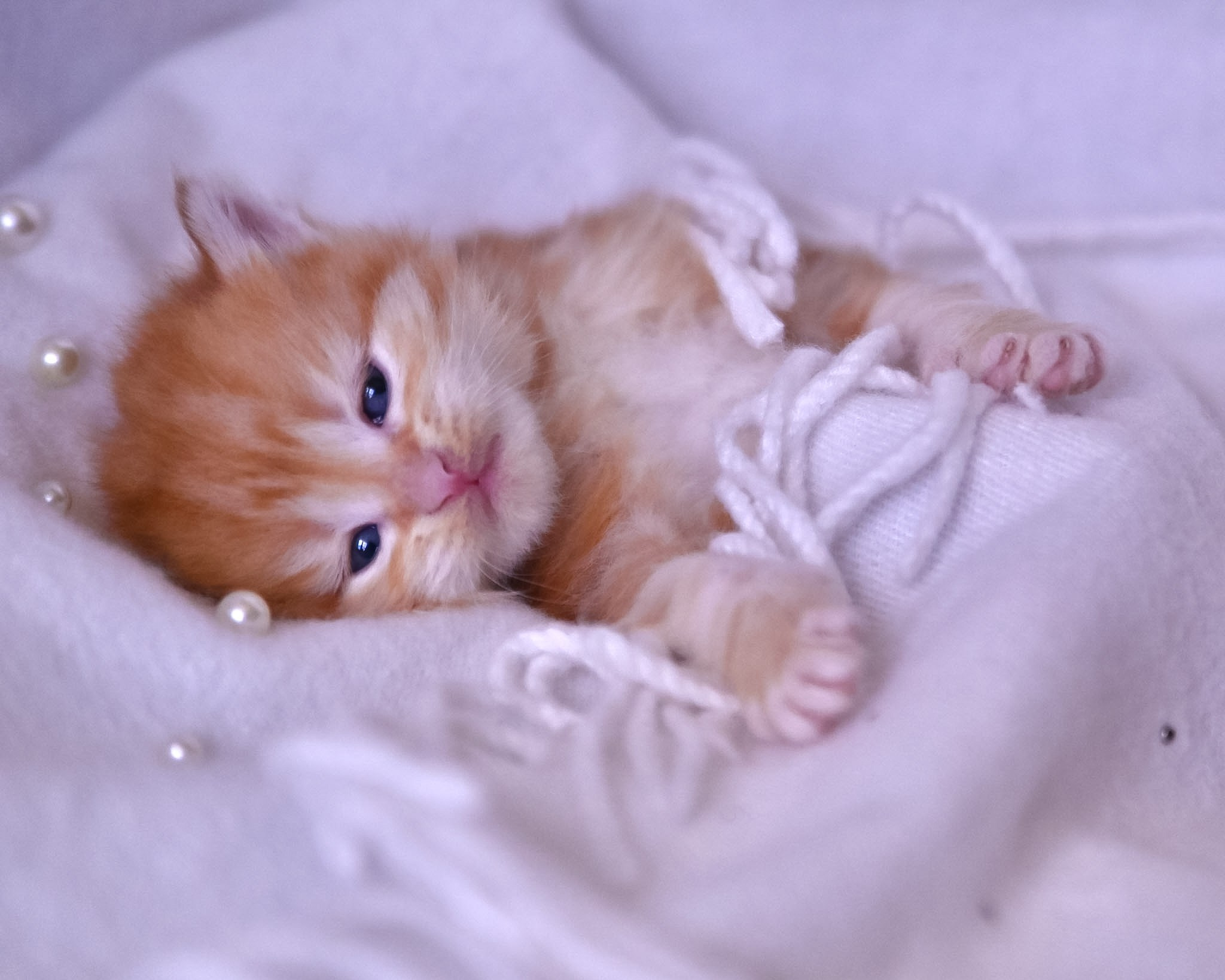 Siberian Kittens in Dallas TX | Traditional & Hypoallergenic | Astera Siberians. Astera Siberians |Hypoallergenic Kittens