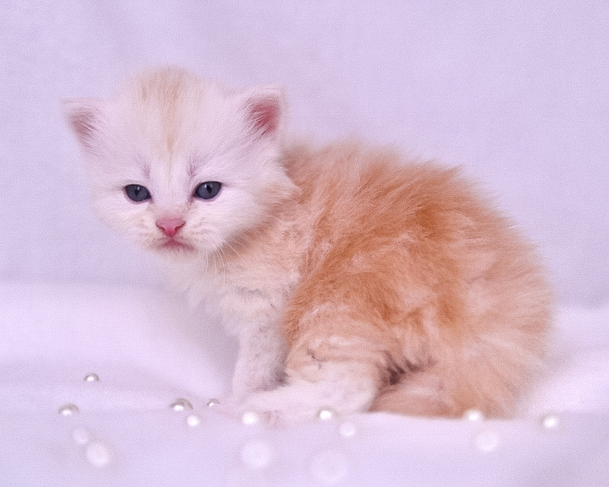 Siberian Kittens in Dallas TX | Traditional & Hypoallergenic | Astera Siberians. Astera Siberians |Hypoallergenic Kittens