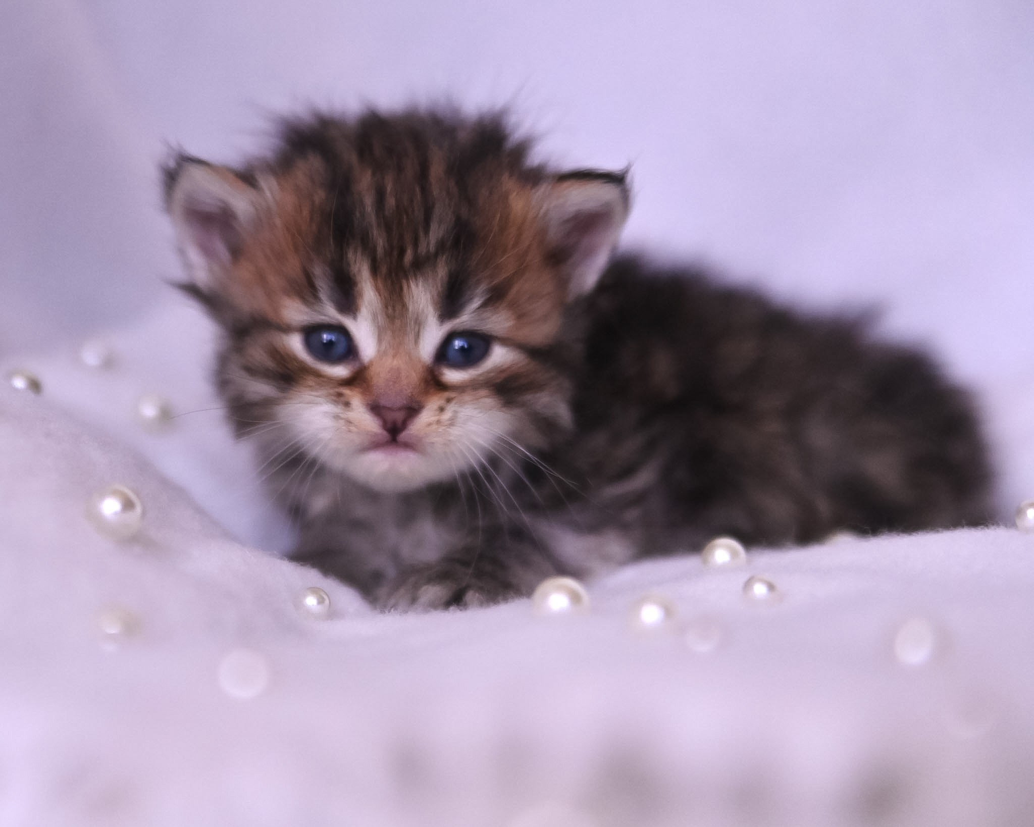 Siberian Kittens in Dallas TX | Traditional & Hypoallergenic | Astera Siberians. Astera Siberians |Hypoallergenic Kittens
