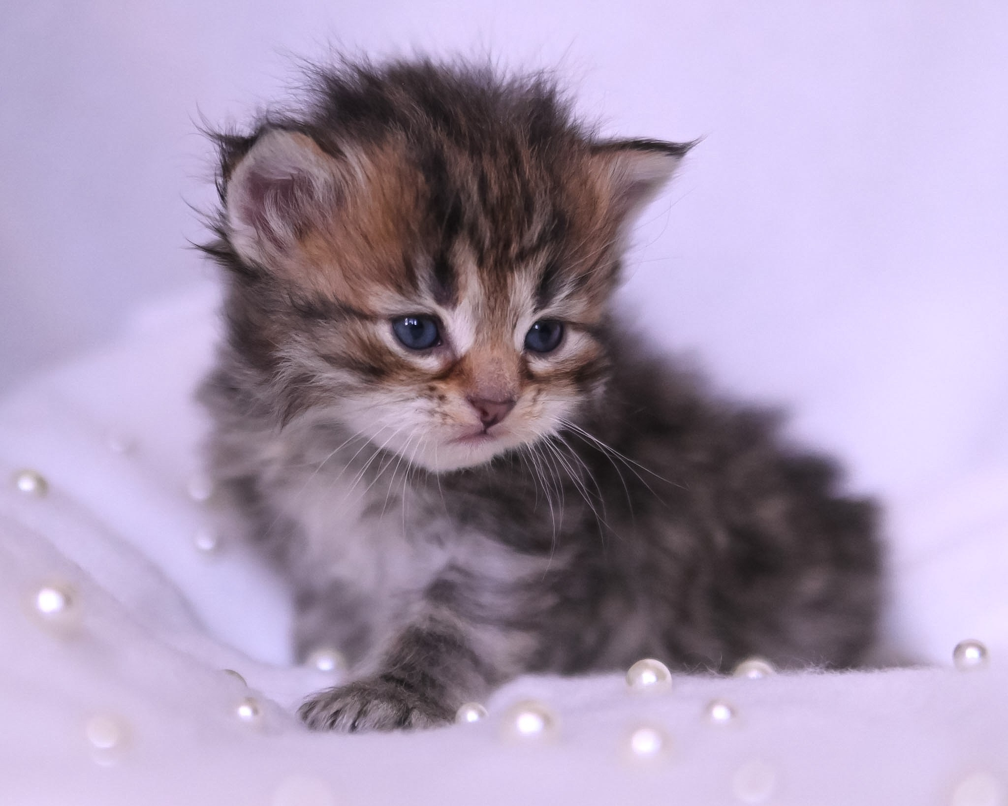 Siberian Kittens in Dallas TX | Traditional & Hypoallergenic | Astera Siberians. Astera Siberians |Hypoallergenic Kittens
