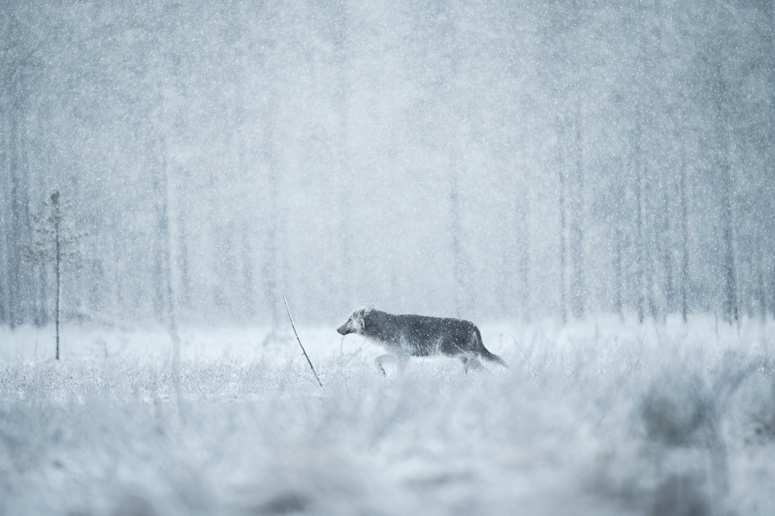 GALLERY. Fine art wildlife photographer Alexandra Surkova