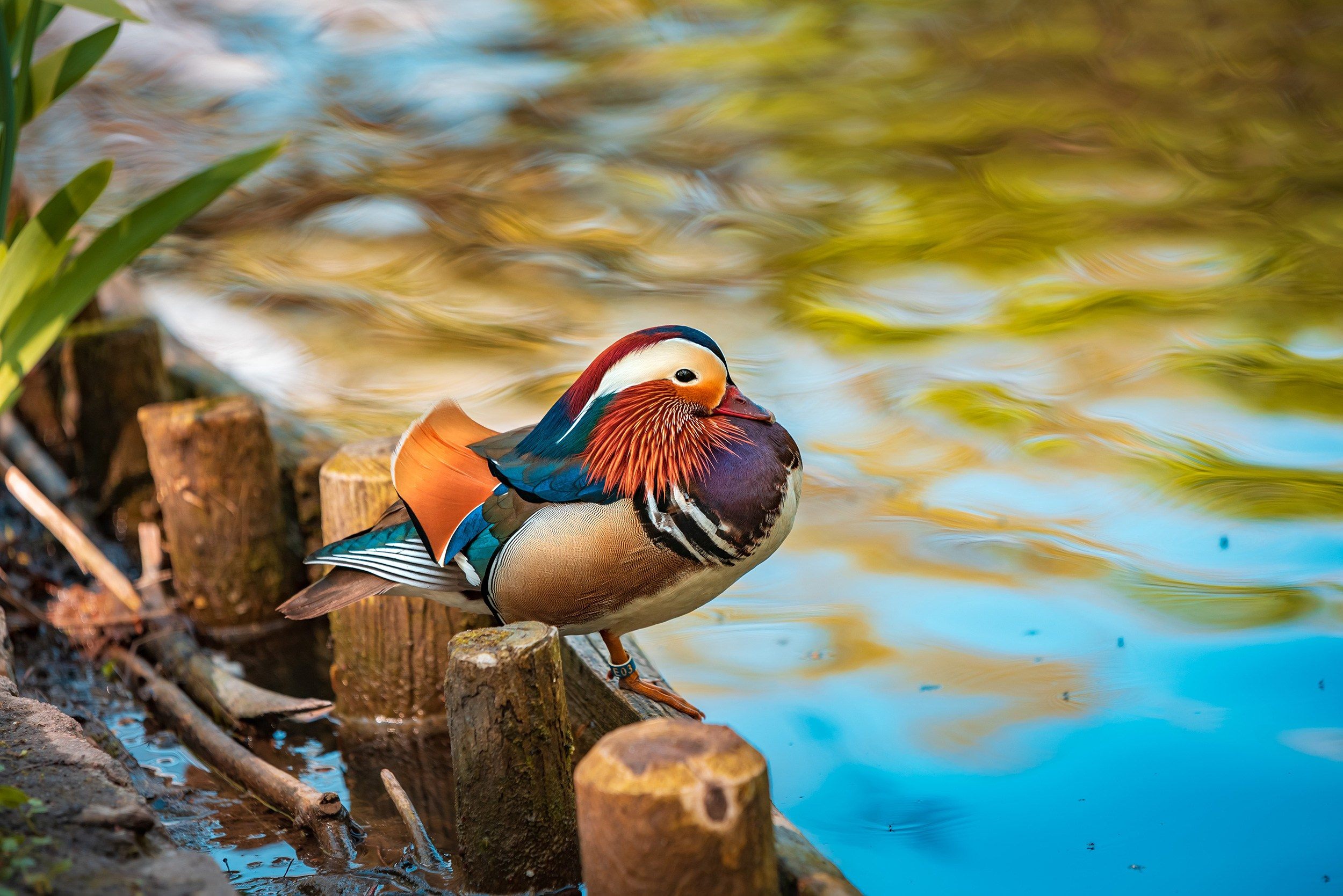 Royal Baths Park — Warsaw. Photographer in Yerevan