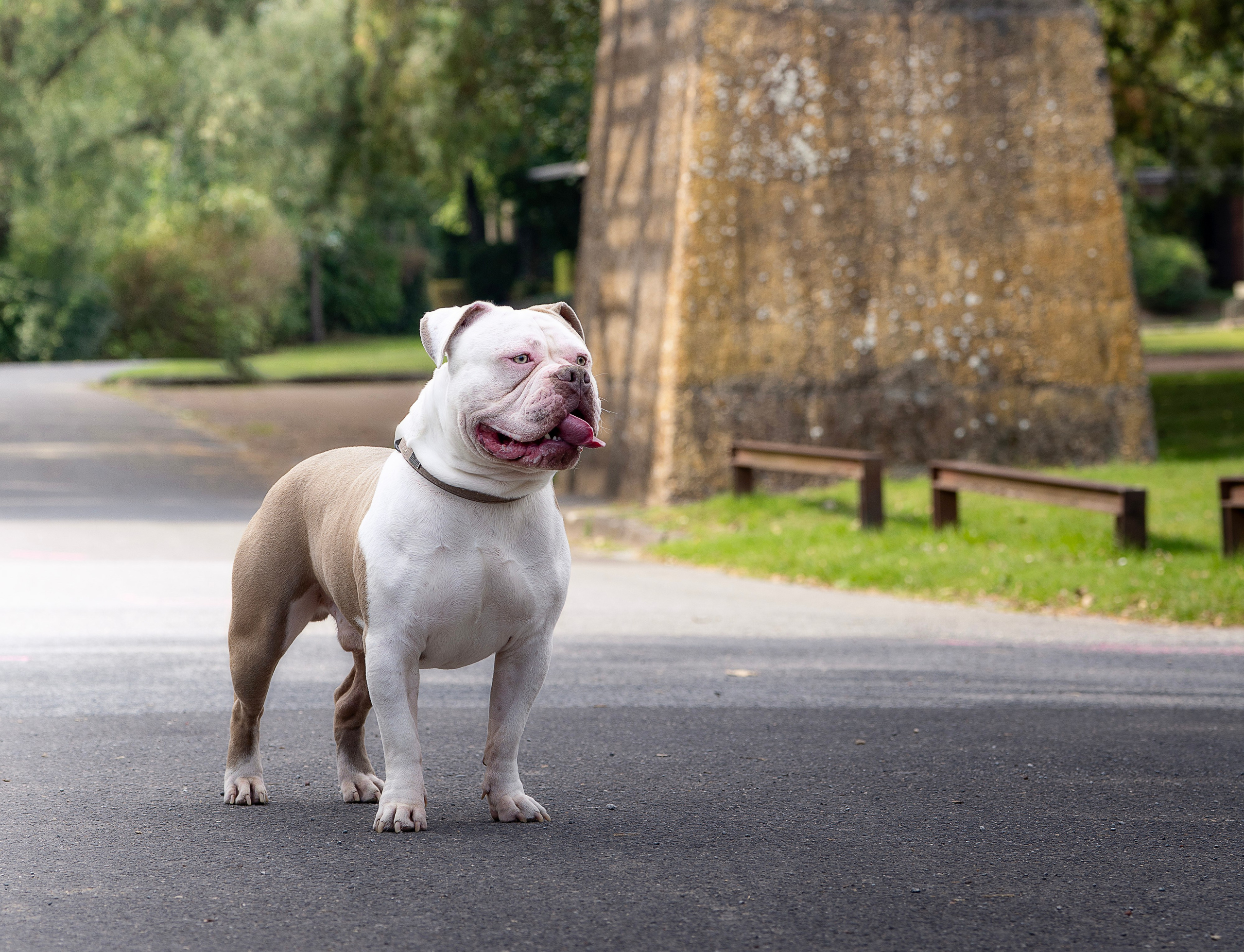 Hunde. LUKIN IGOR Photography