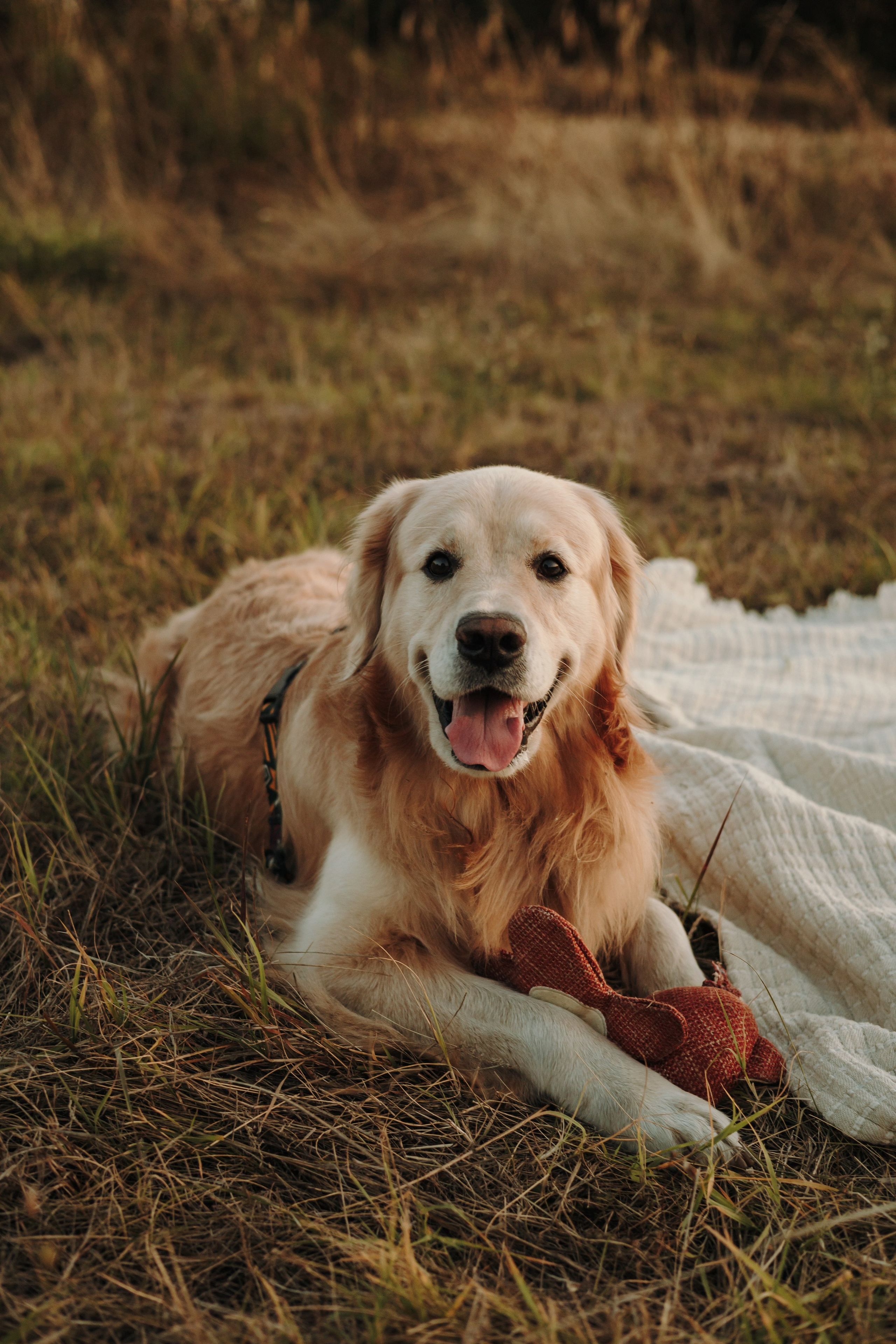 Катя и Бро. Фотограф-анималист | Белград