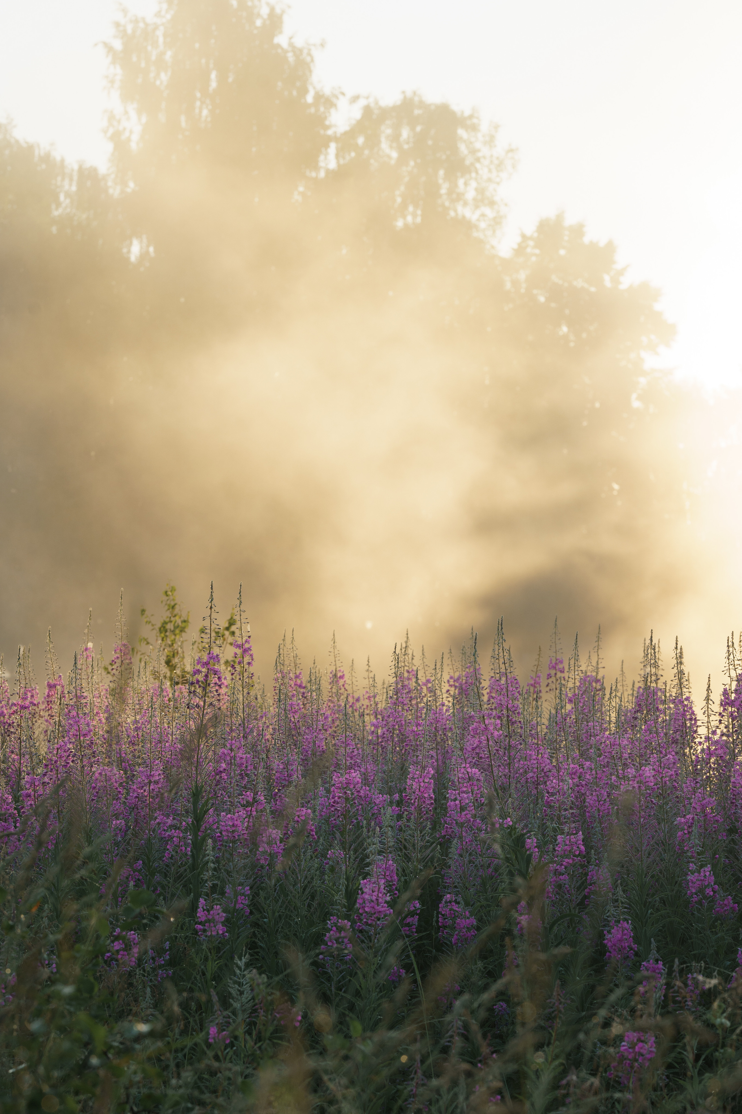 Sunrise.Ivan-chai. Tatiana Smirnova — Photographer