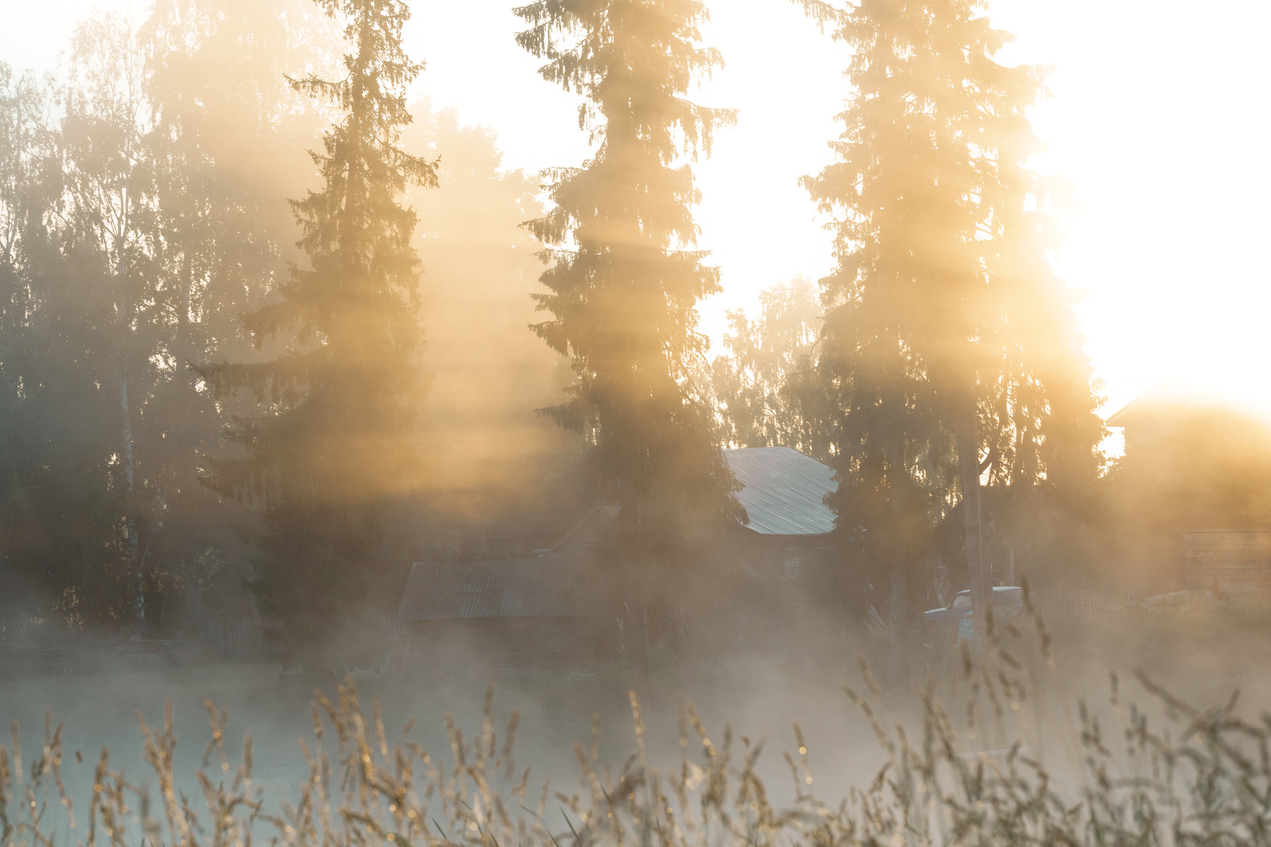 Sunrise.Ivan-chai. Tatiana Smirnova — Photographer