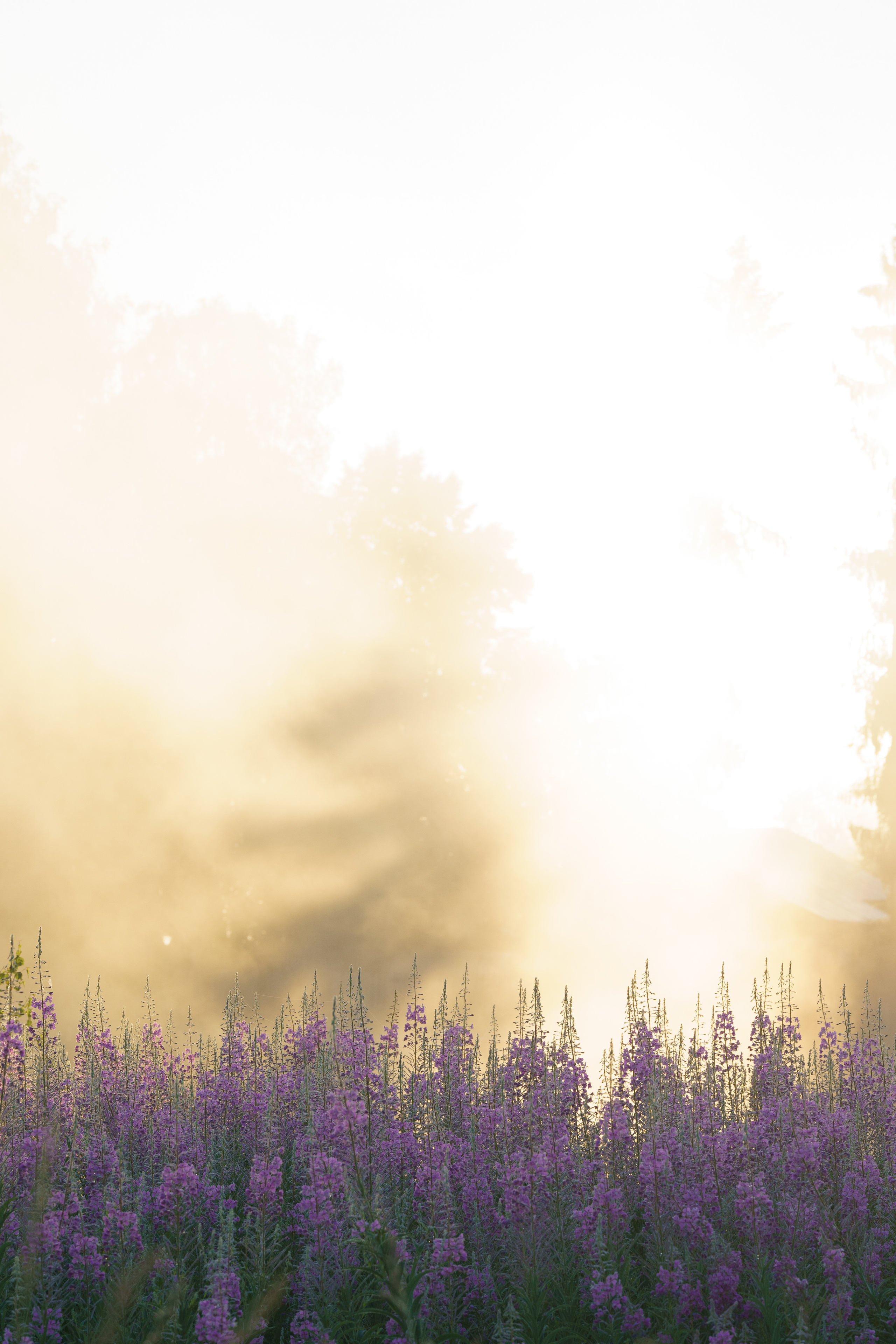 Sunrise.Ivan-chai. Tatiana Smirnova — Photographer