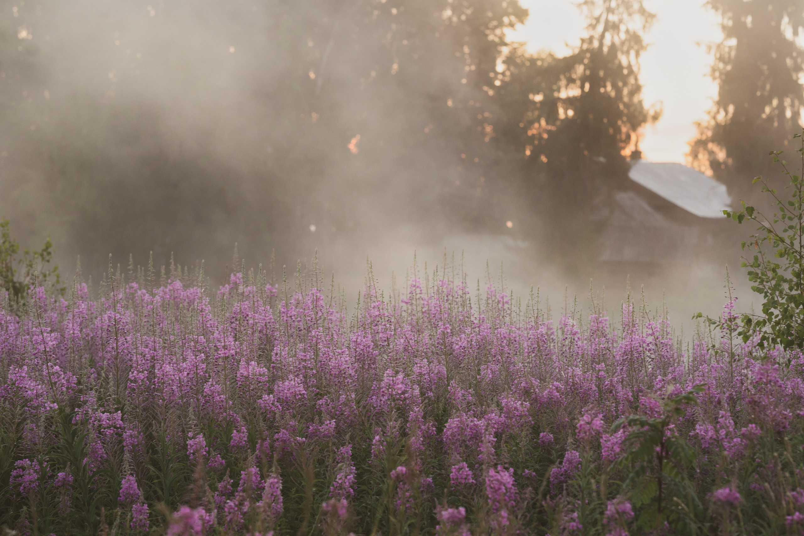 Sunrise.Ivan-chai. Tatiana Smirnova — Photographer