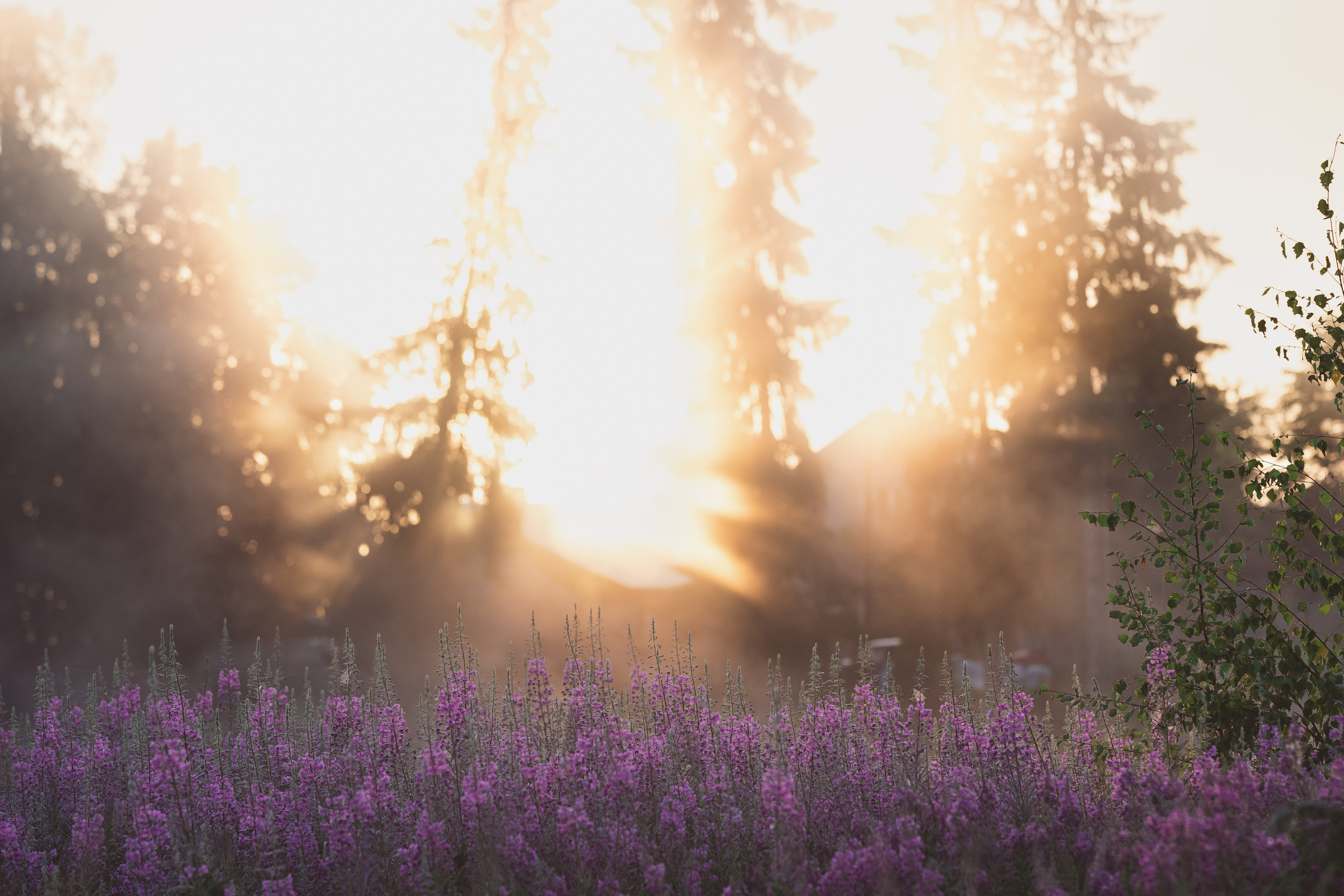 Sunrise.Ivan-chai. Tatiana Smirnova — Photographer