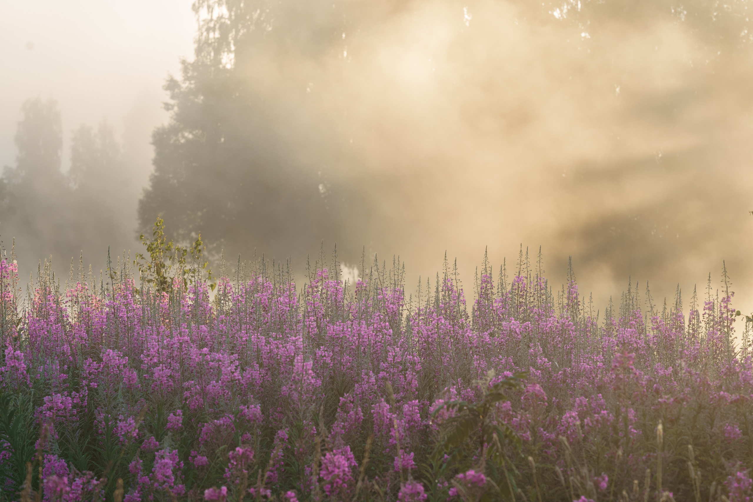 Sunrise.Ivan-chai. Tatiana Smirnova — Photographer