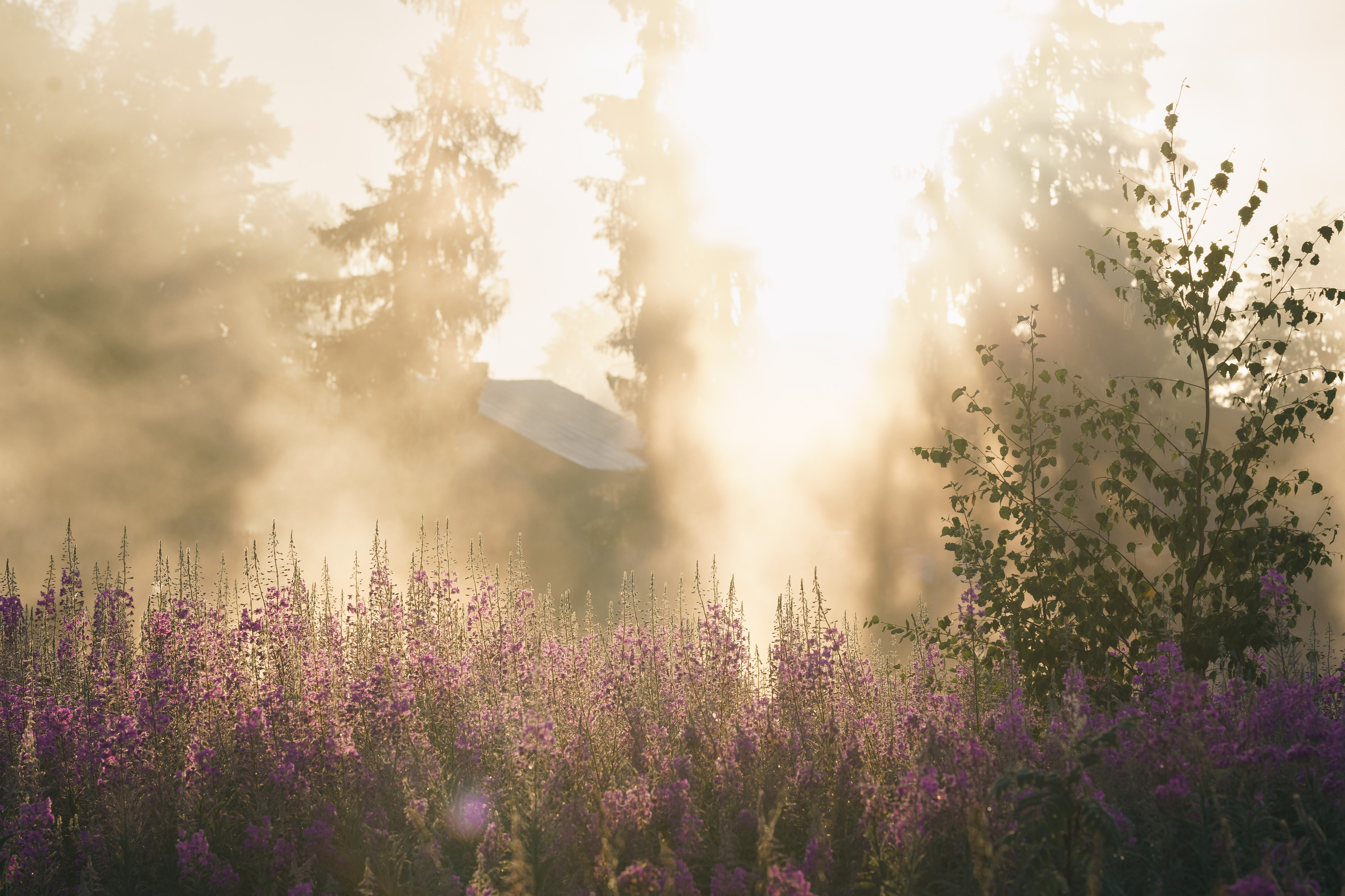 Sunrise.Ivan-chai. Tatiana Smirnova — Photographer