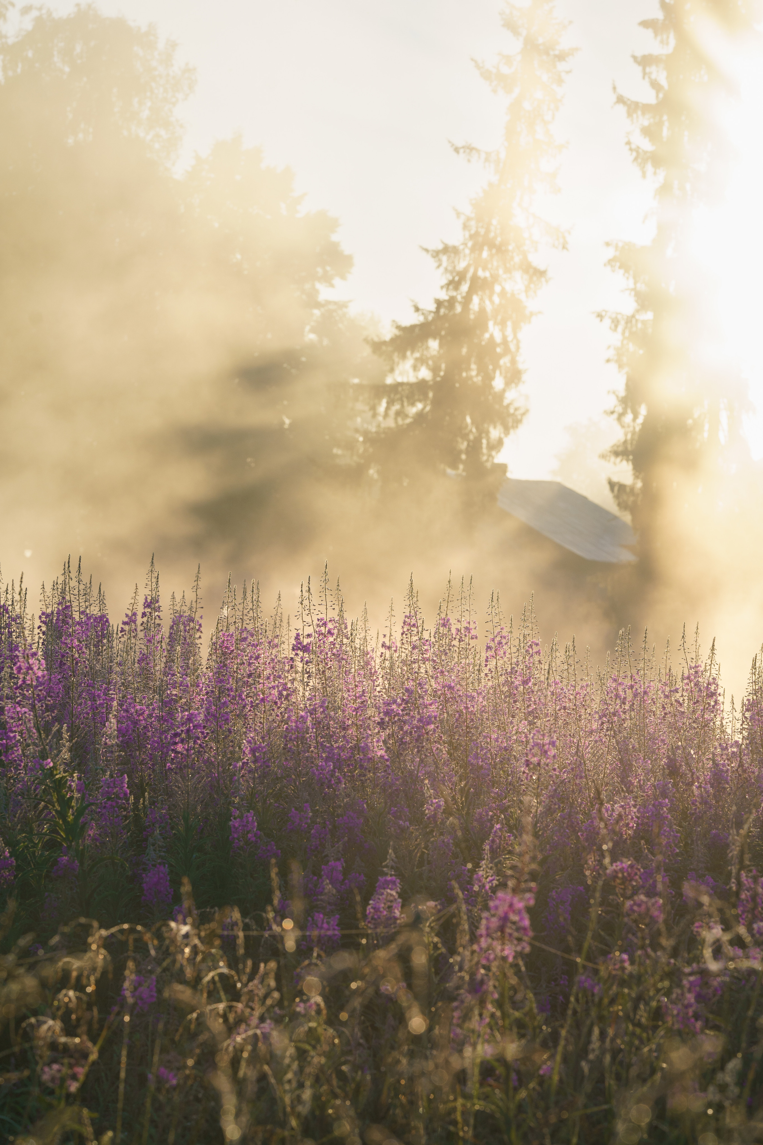 Sunrise.Ivan-chai. Tatiana Smirnova — Photographer