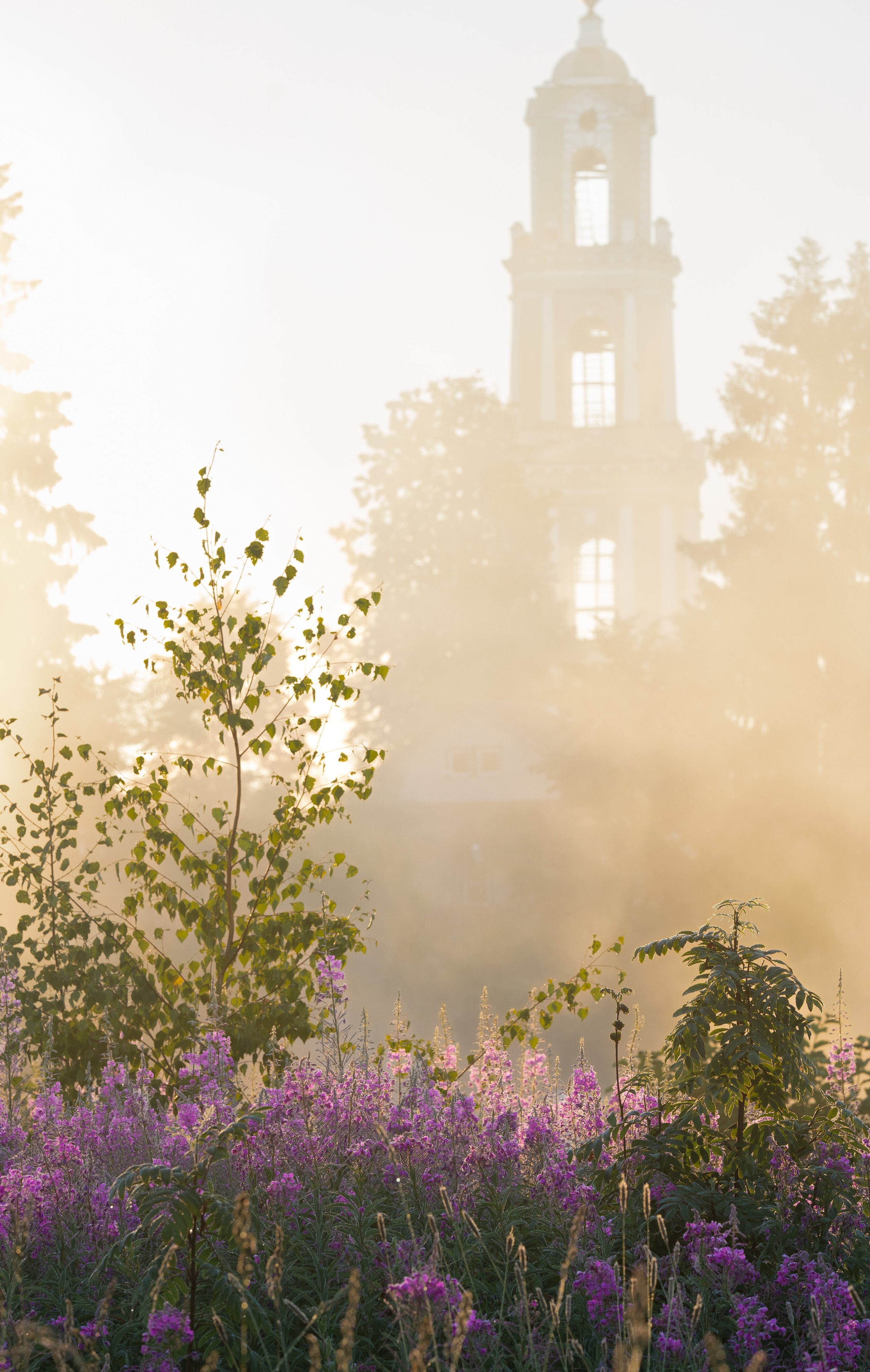 Sunrise.Ivan-chai. Tatiana Smirnova — Photographer