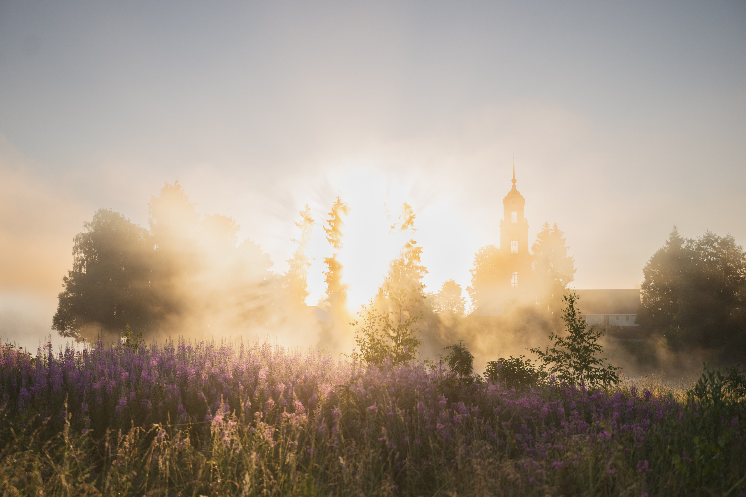 Sunrise.Ivan-chai. Tatiana Smirnova — Photographer